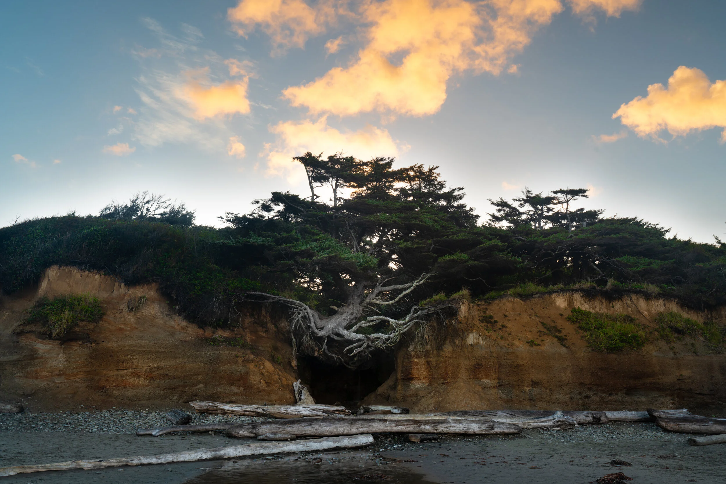 Tree of Life