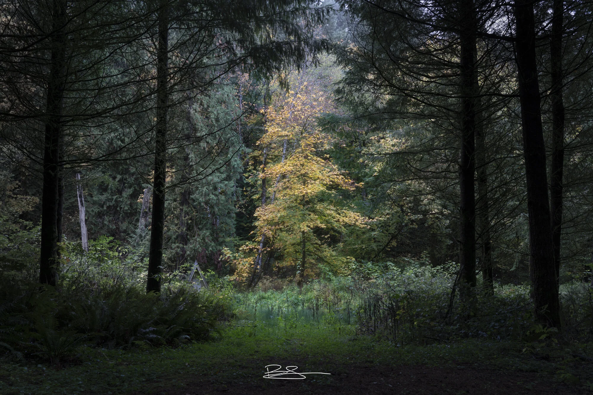 Autumn Amongst The Firs