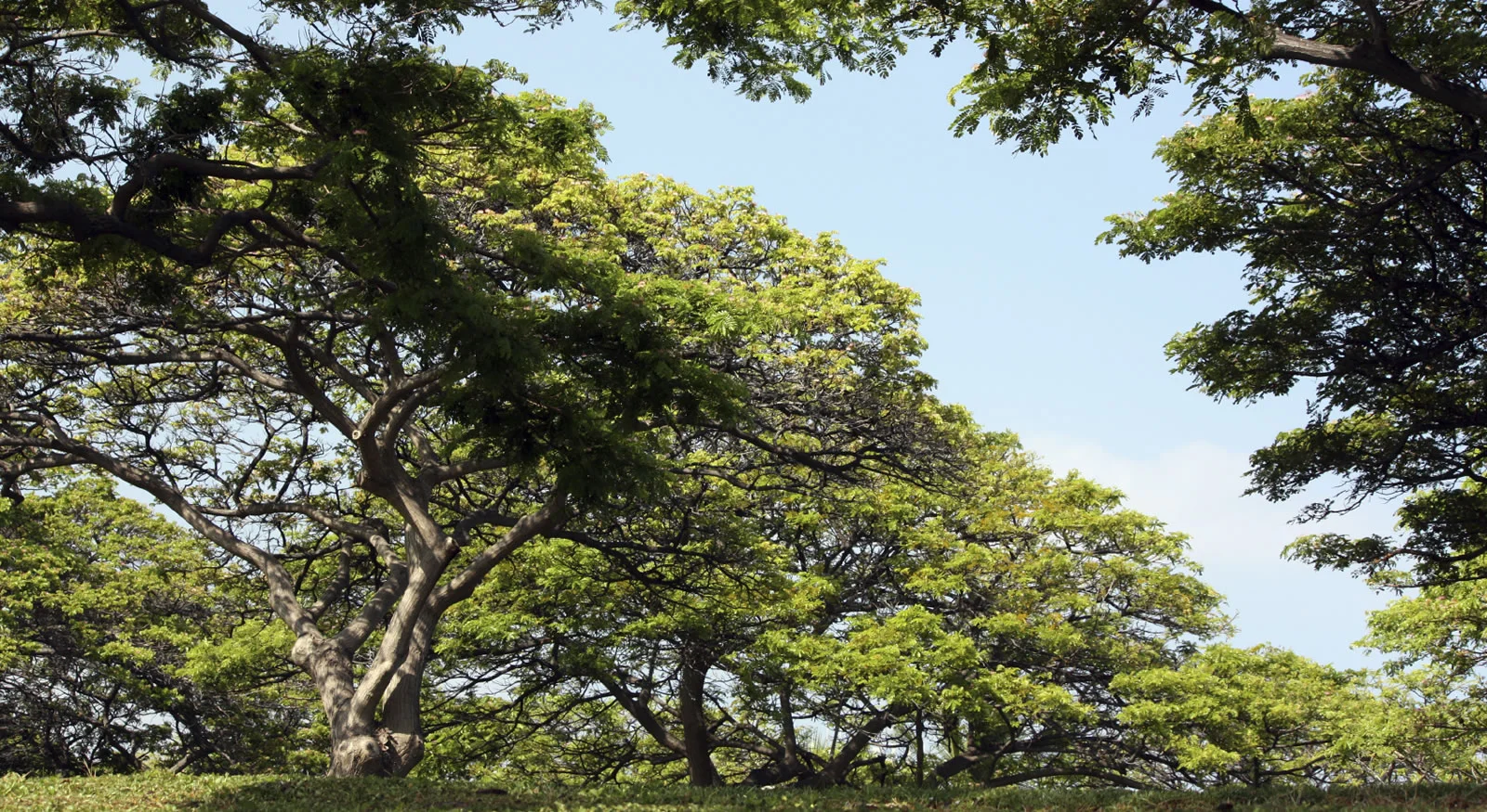 Projects Trees of Hawaii — sites Hawaii