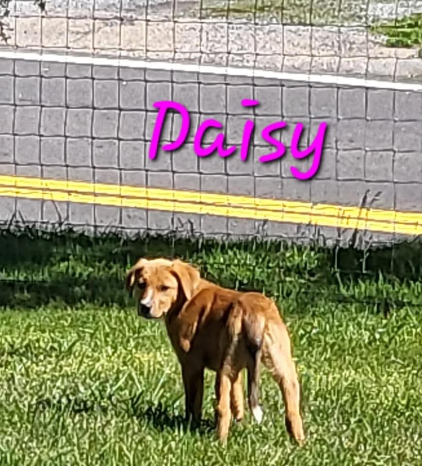 Daisy.JPG