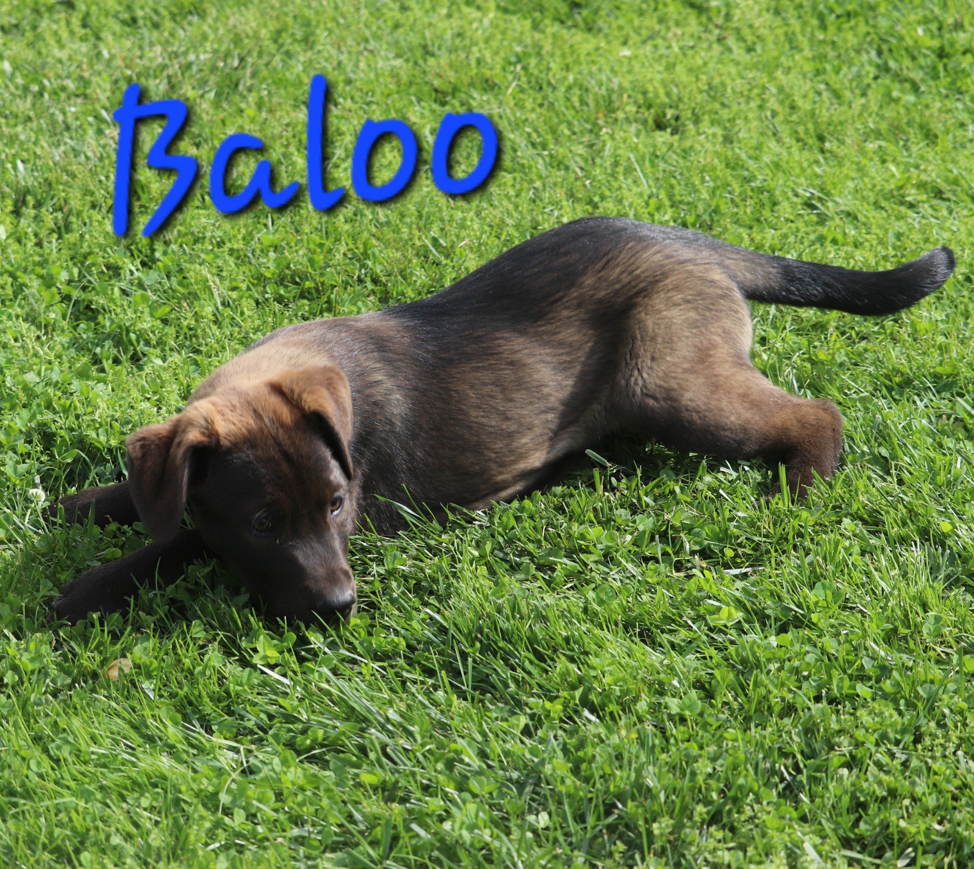 Baloo.jpeg