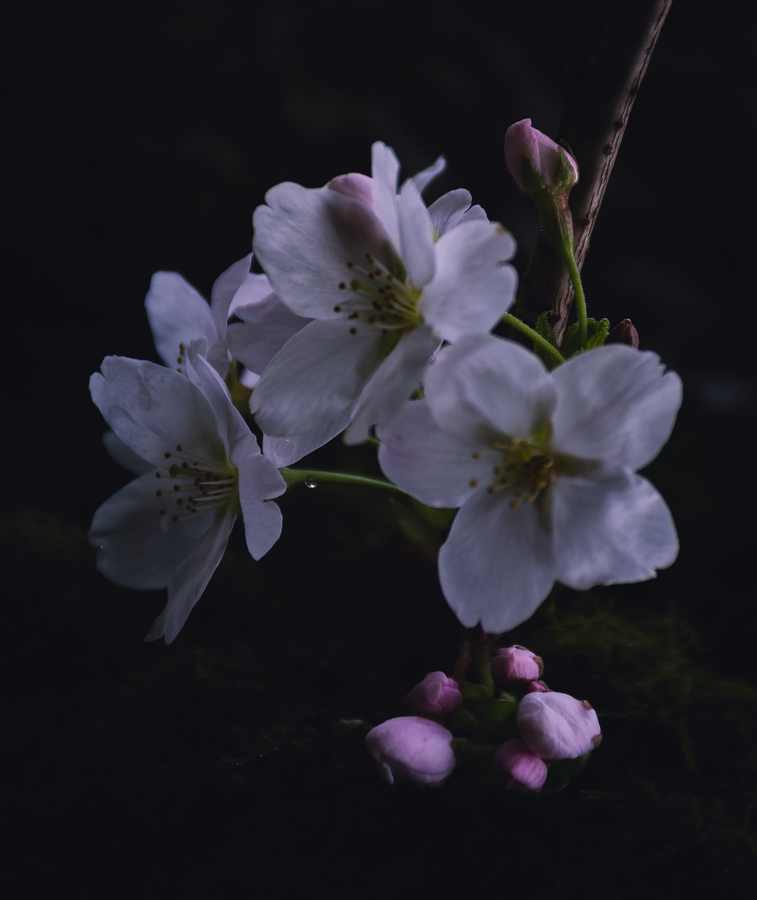 Cherry Blossom .jpg