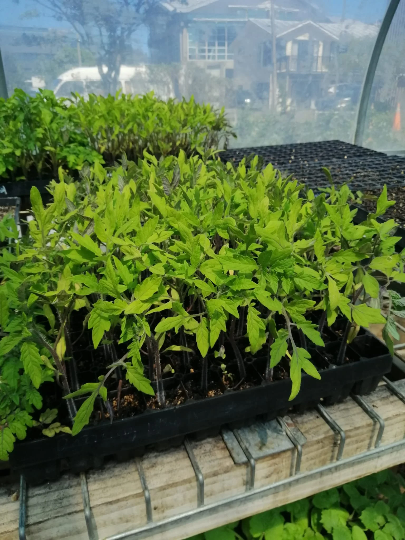 Growing From Seed KOHA workshop