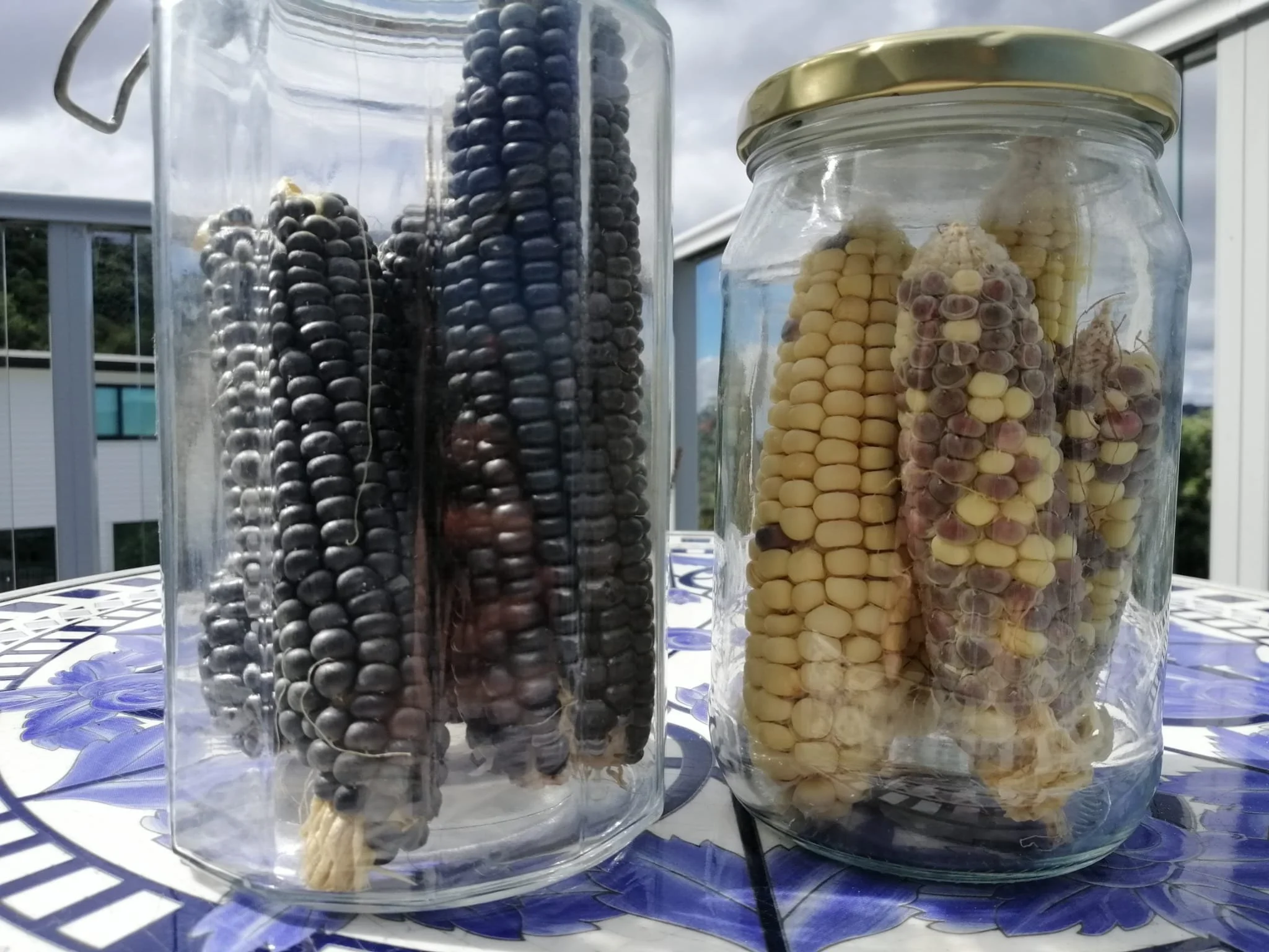 Introduction to Seed Saving - KOHA workshop