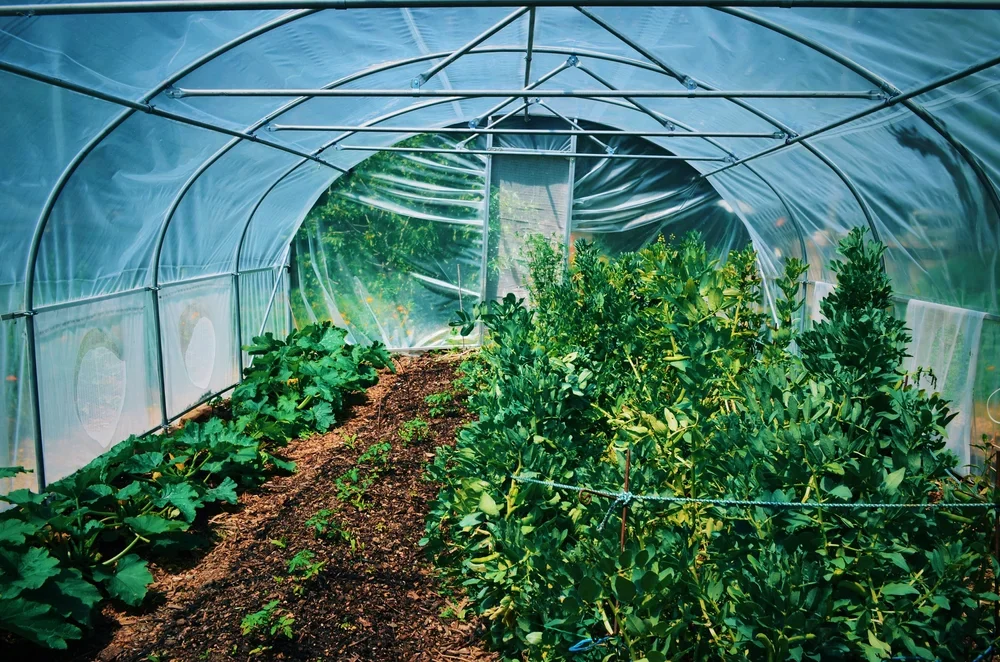 The beginnings of summer in our tunnel house