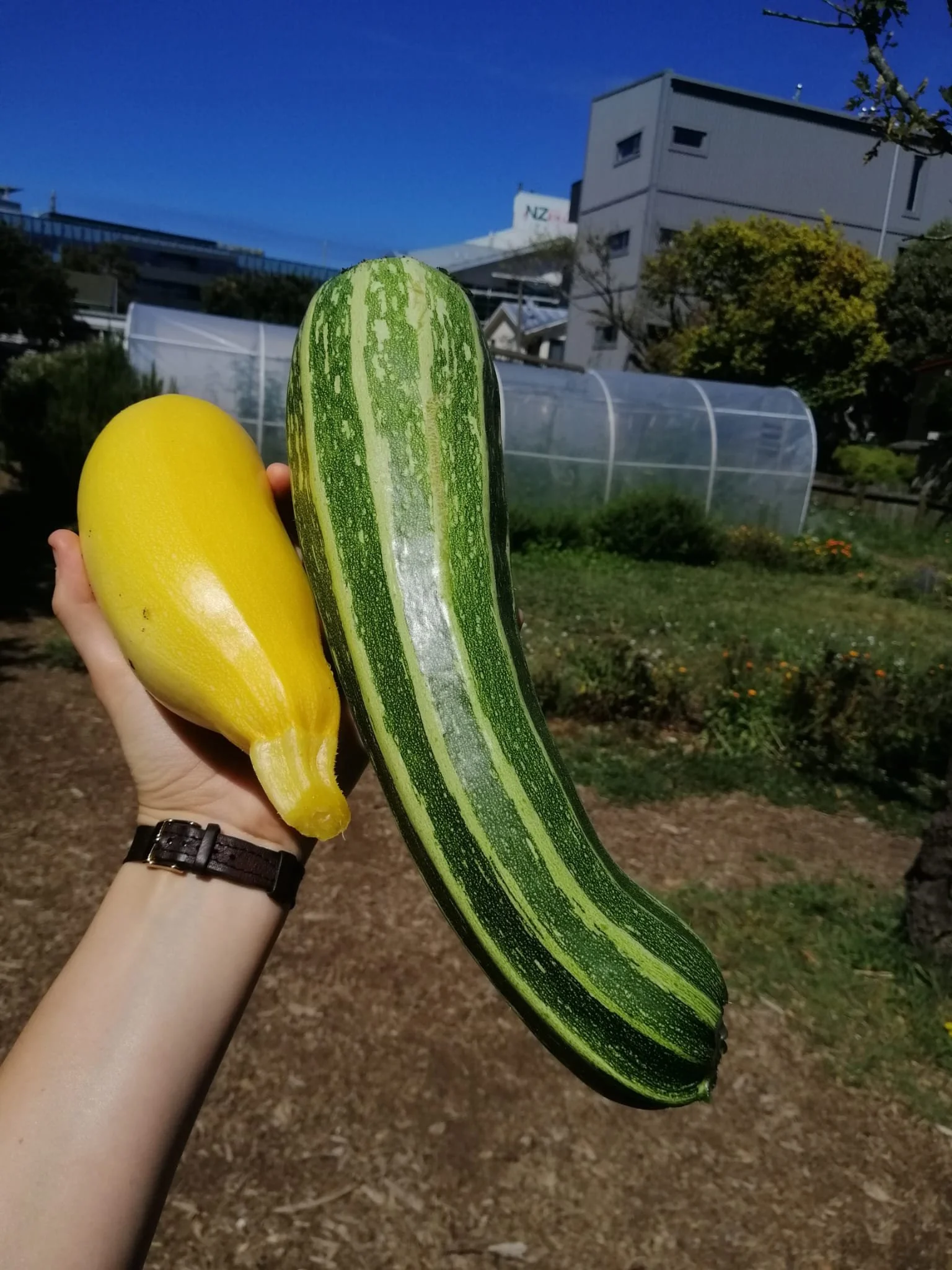 Zucchinis galore