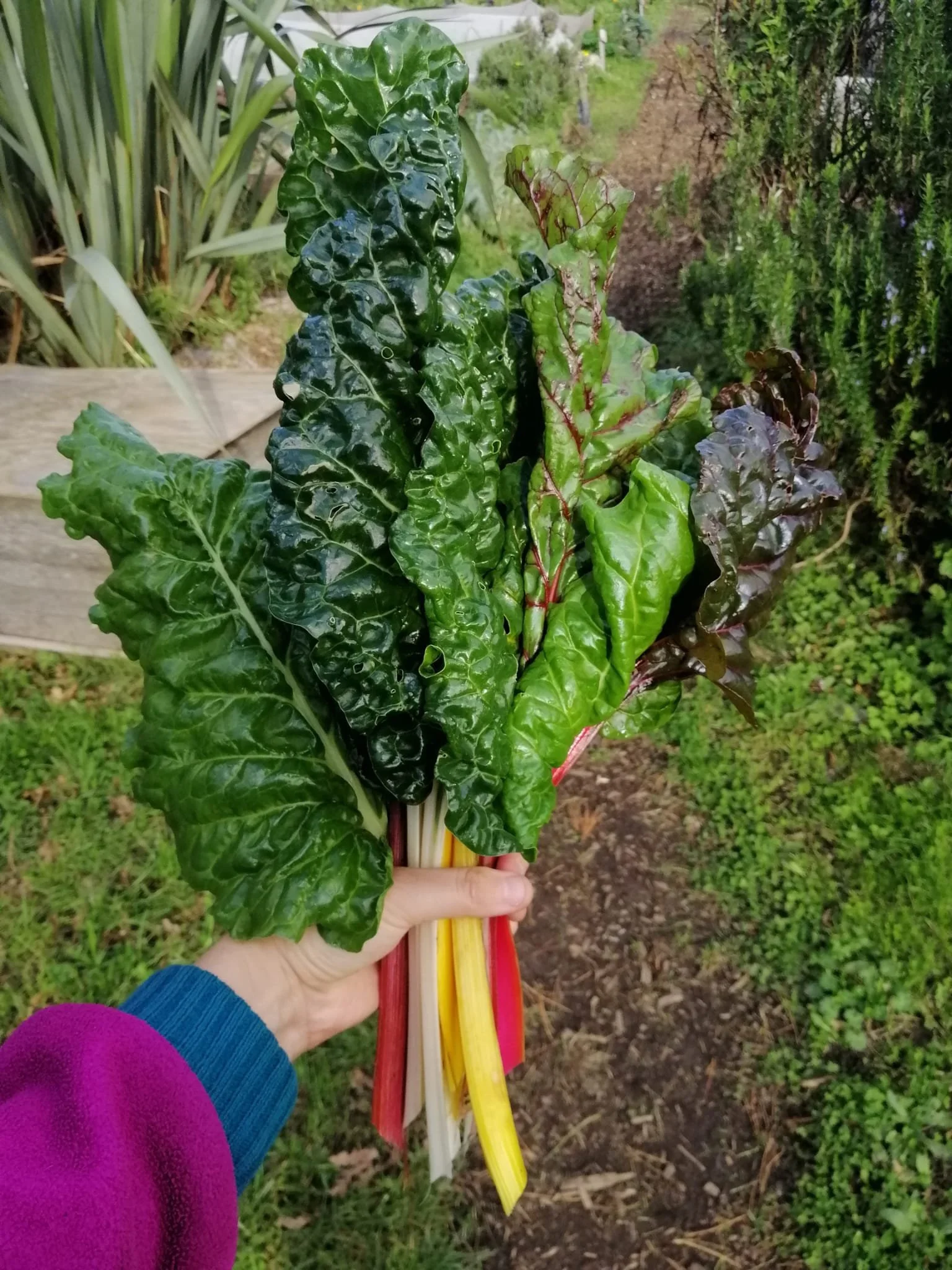 Silverbeet mixed bunch at farm.jpeg