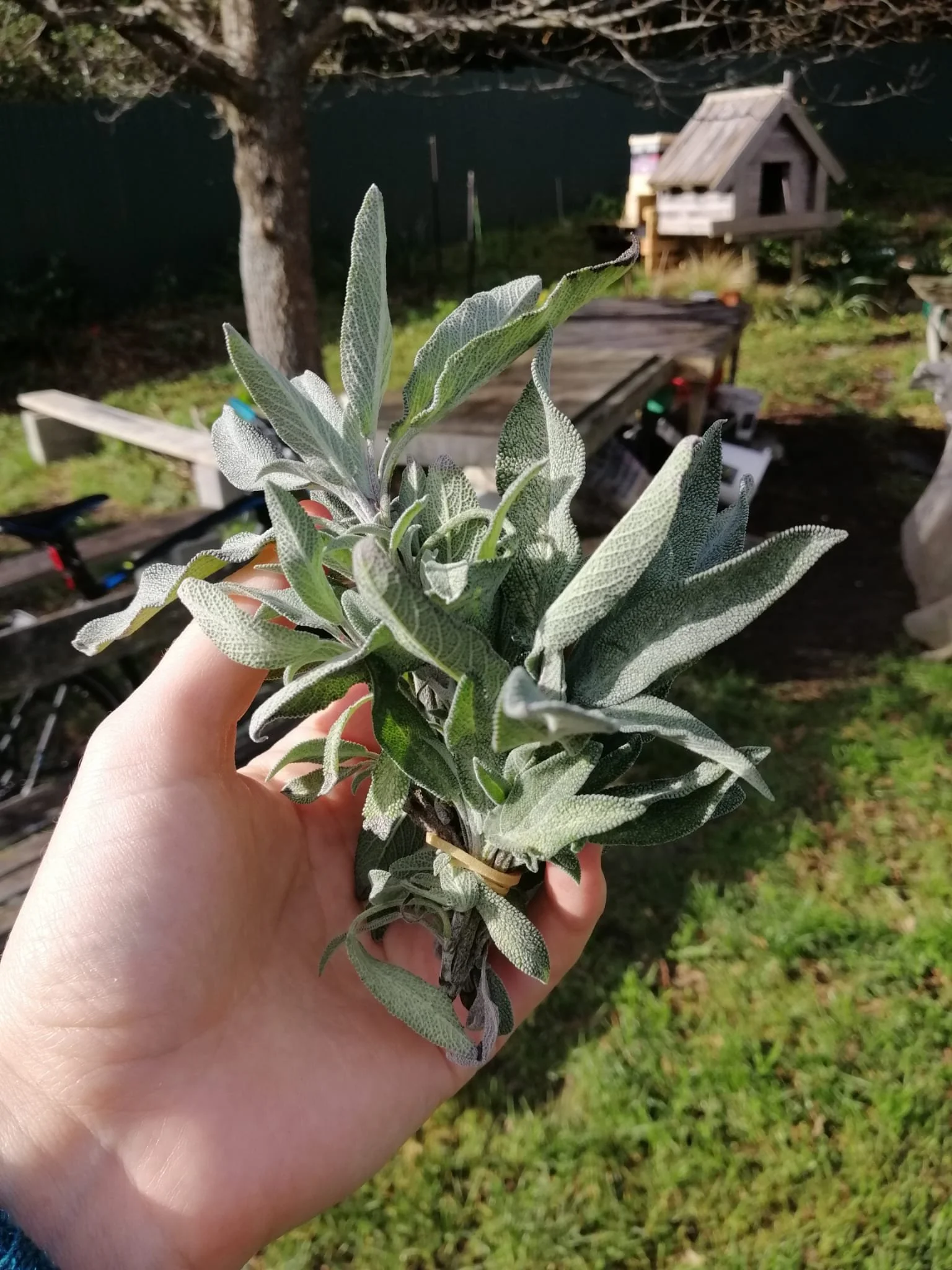 Sage bunch at farm.jpeg