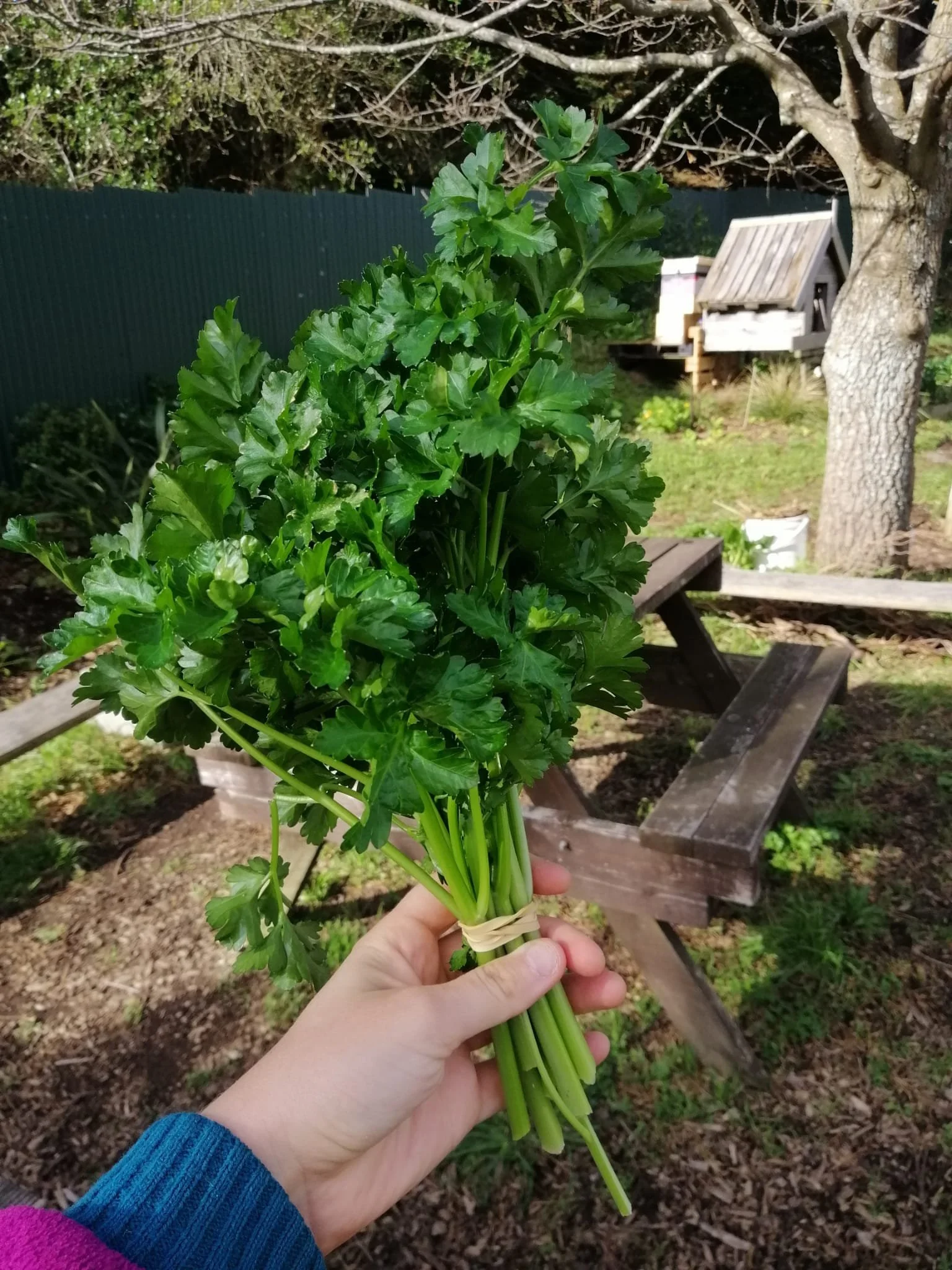 Parsley bunch at farm 2.jpeg