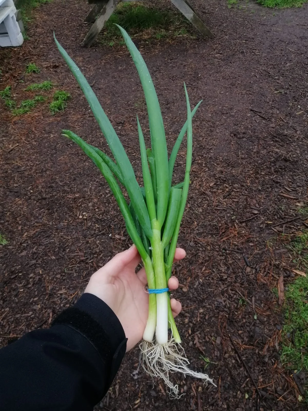 Spring onions.jpeg