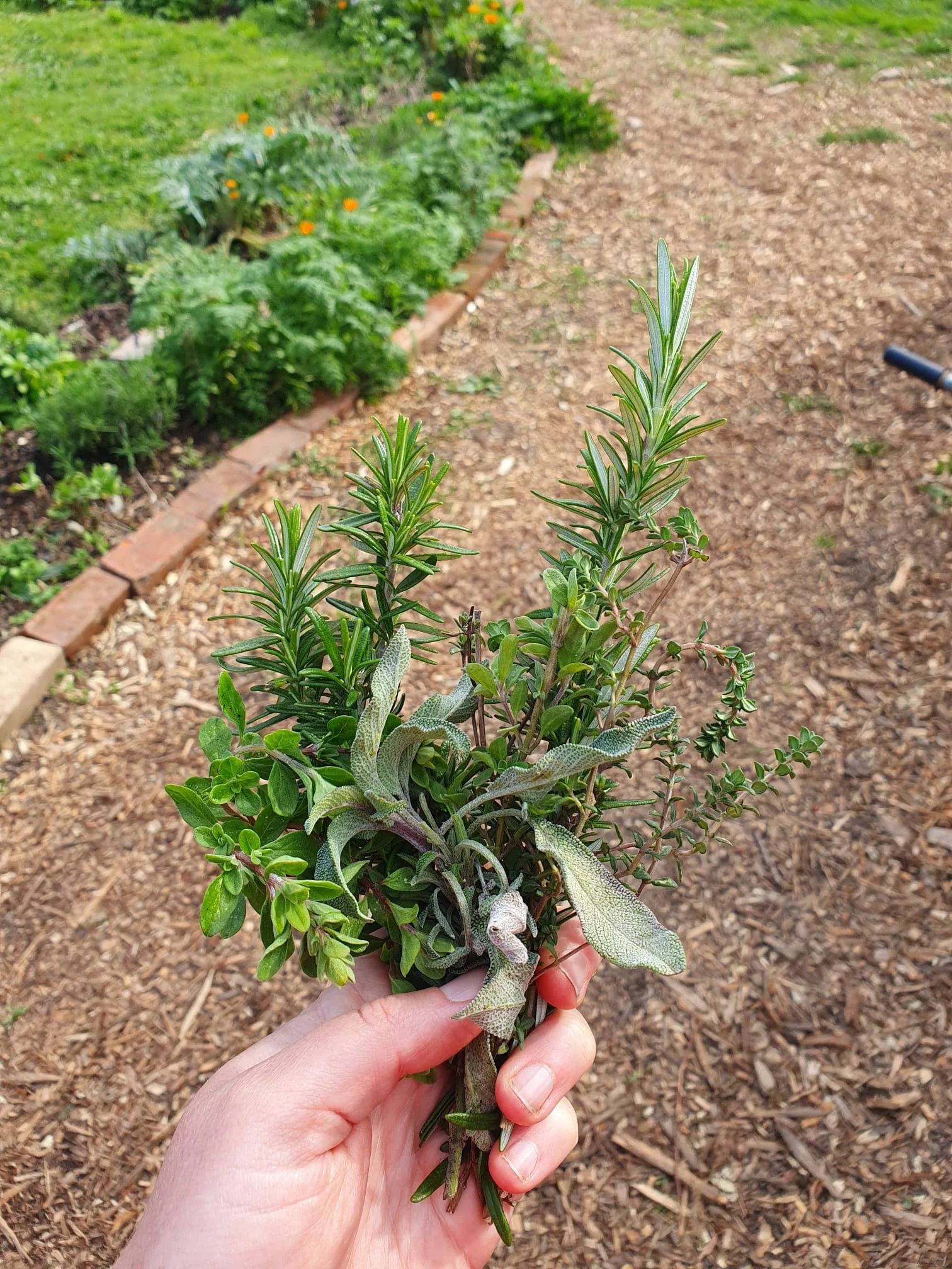 Grow Your Own Herbs Workshop