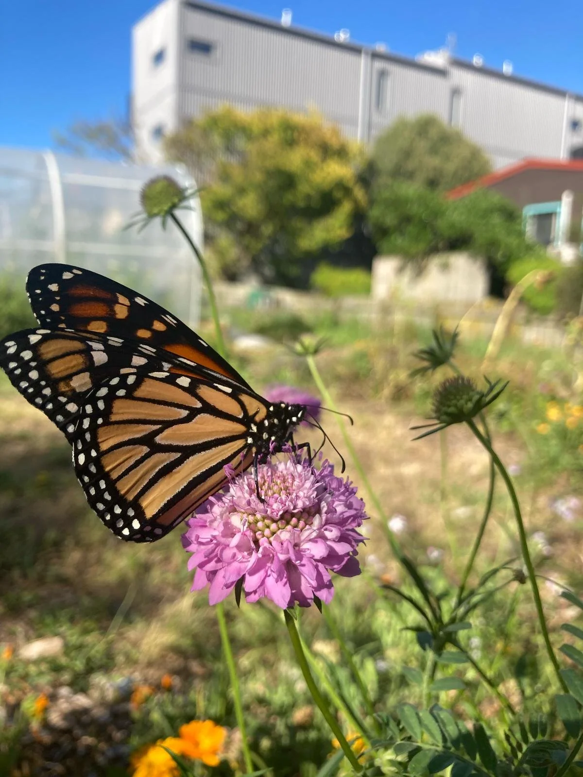Planting for Beneficial Insects and Pest Control Workshop