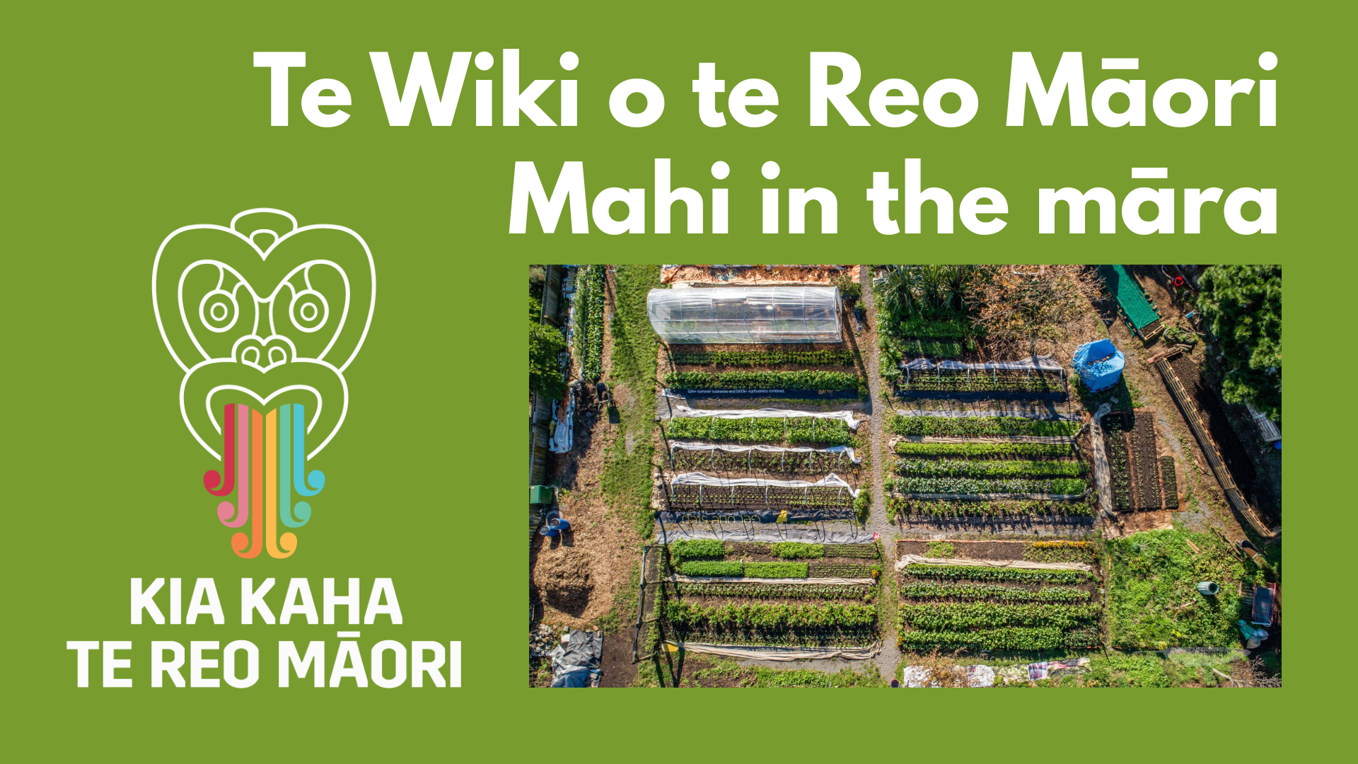 Te Wiki o te Reo Māori - Mahi in the Māra