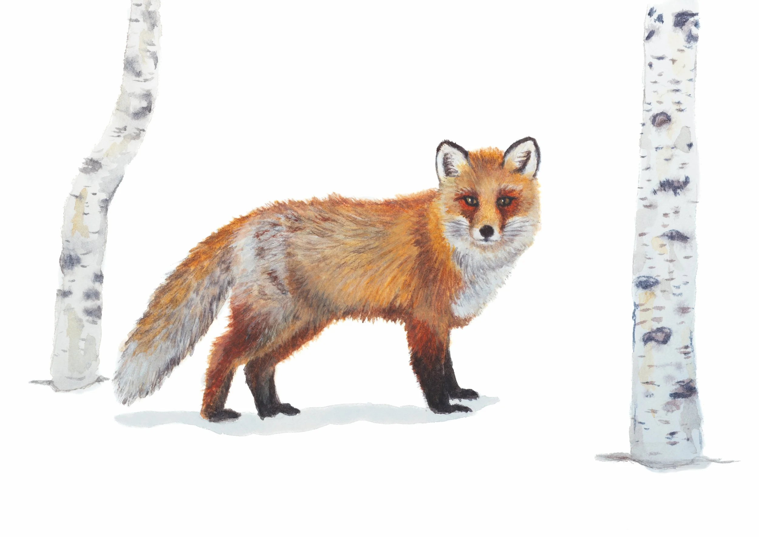 WinterFox-CMYK-small.jpg