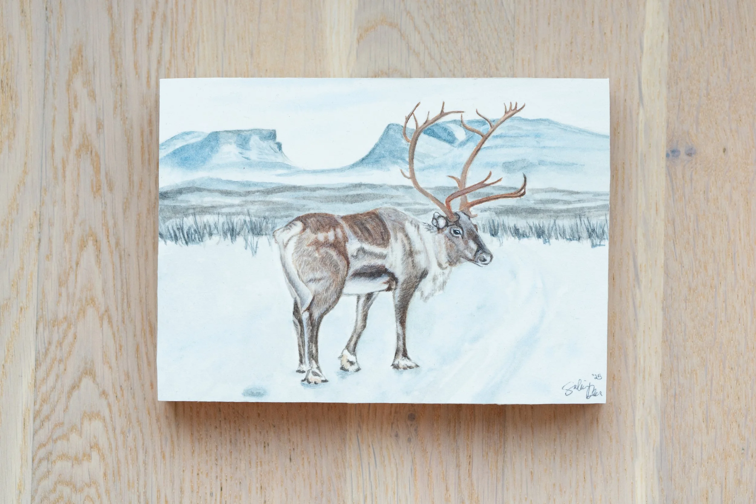 Abisko Reindeer Original 2.jpg
