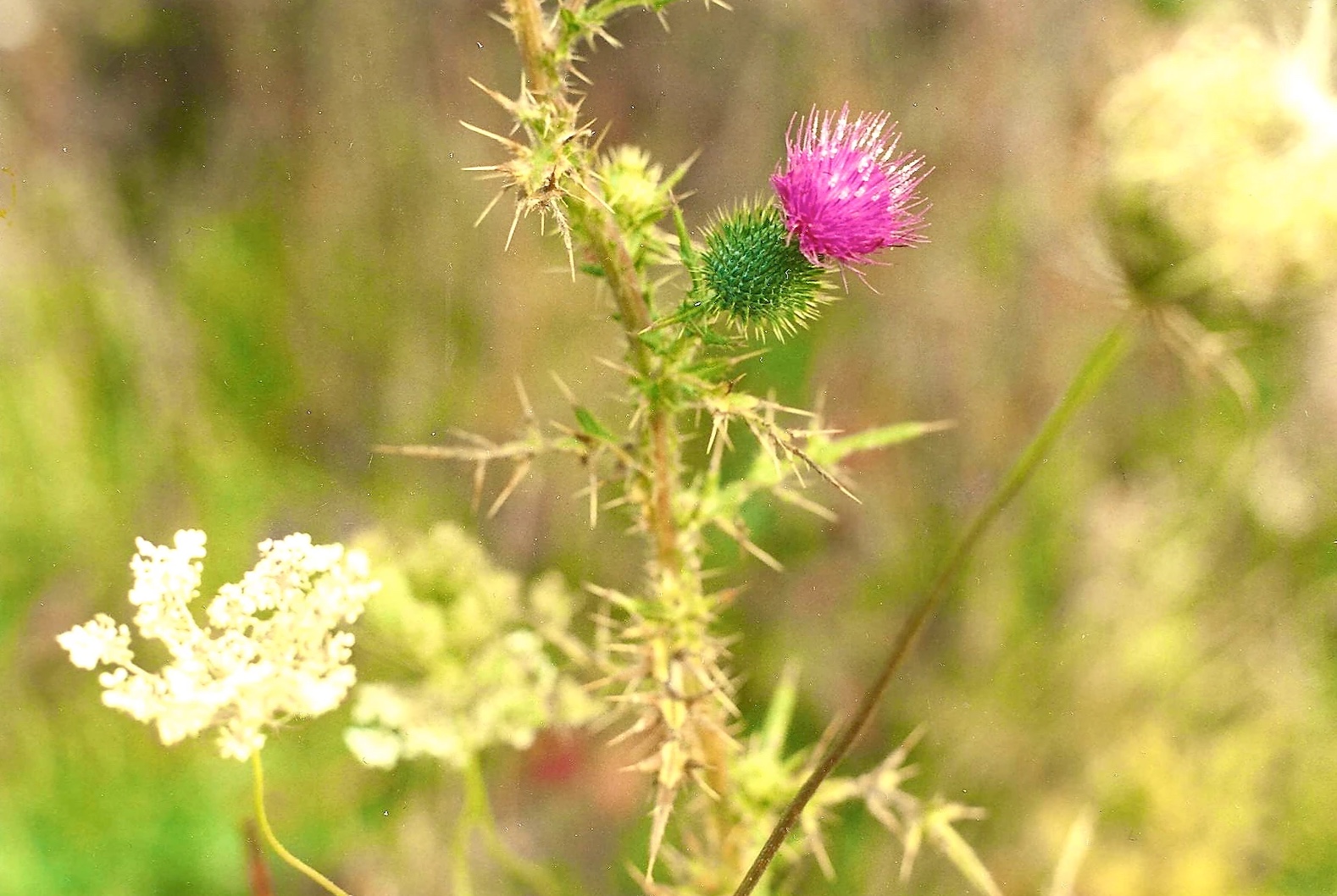 Gallery — Glencairn Forest