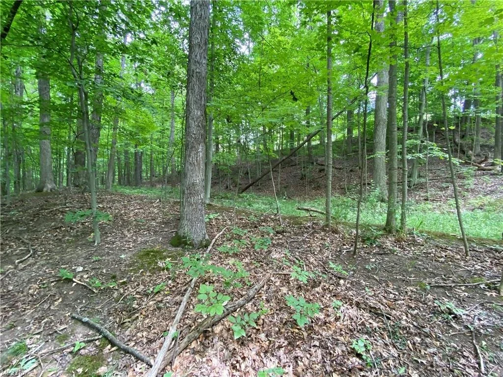 LOT 200201 — Glencairn Forest