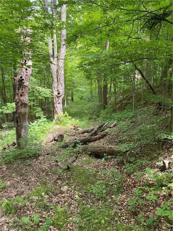 LOT 200 — Glencairn Forest