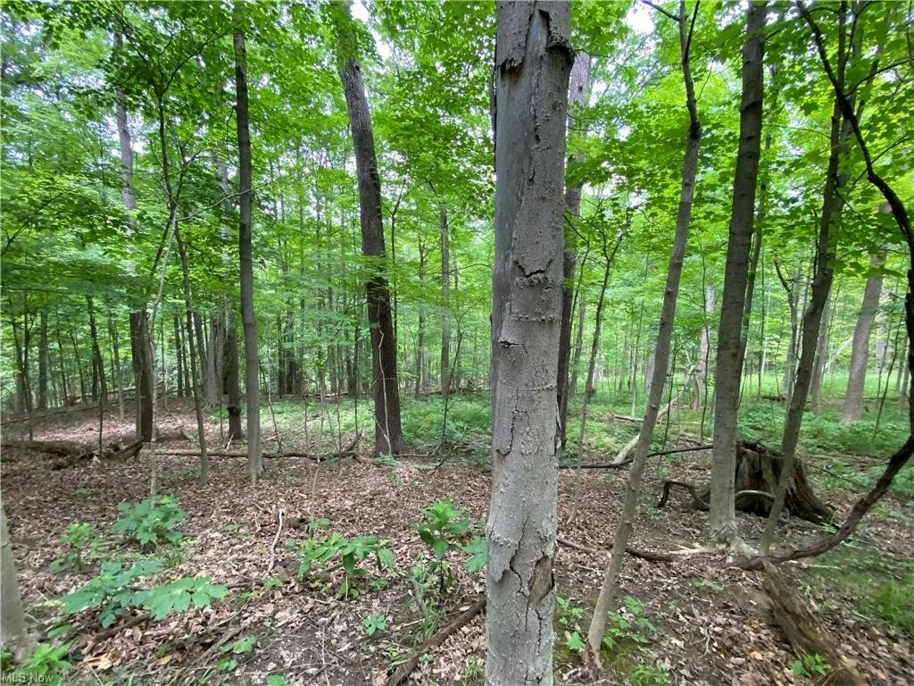 LOT 200 — Glencairn Forest