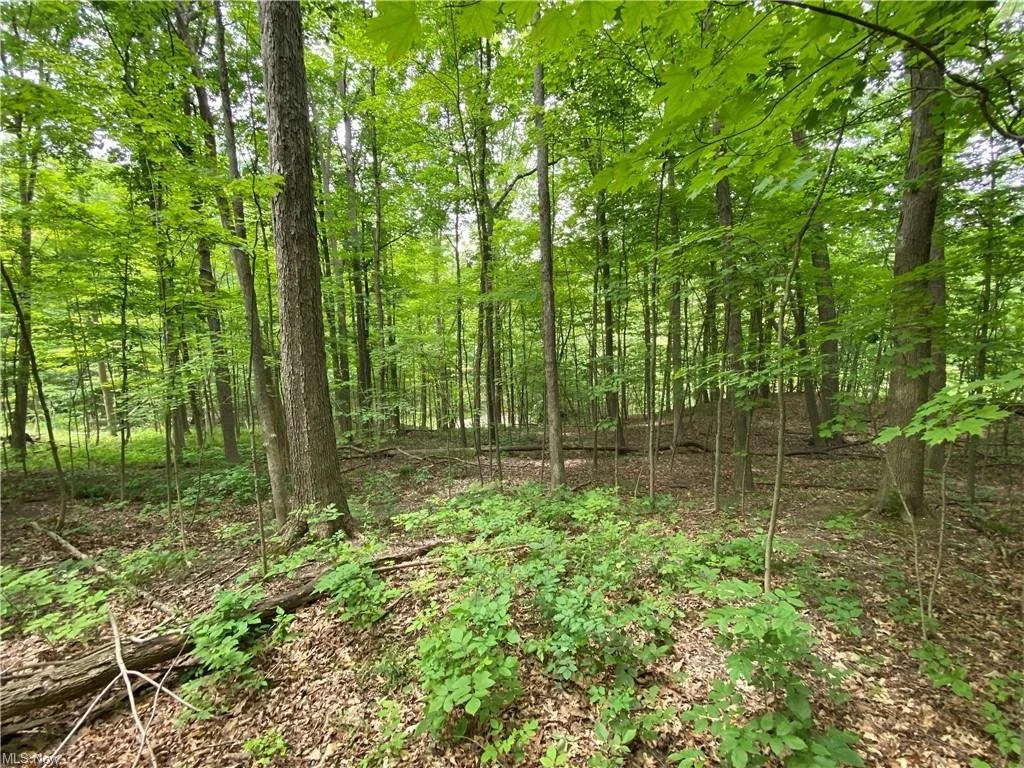 LOT 200 — Glencairn Forest