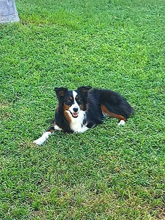 Bailey