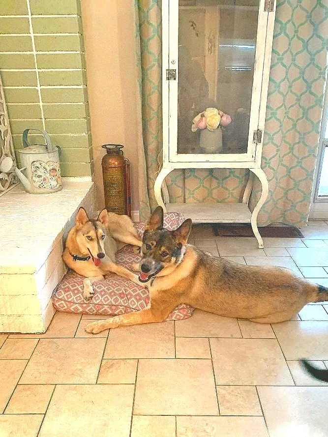 puppy+and+husky.jpg