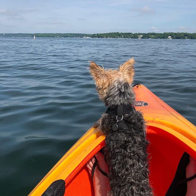 Kayaking adventure with Georgie boy! He is a Lake Geneva dog. So surprised how much he loved it! ❤️