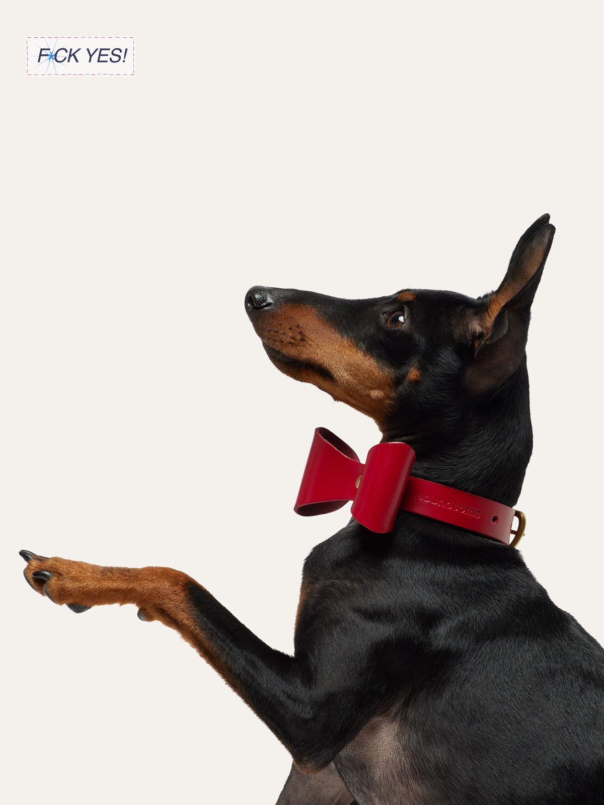 A Doberman dog wearing a red bow tie collar, pointing with its paw and looking upwards.