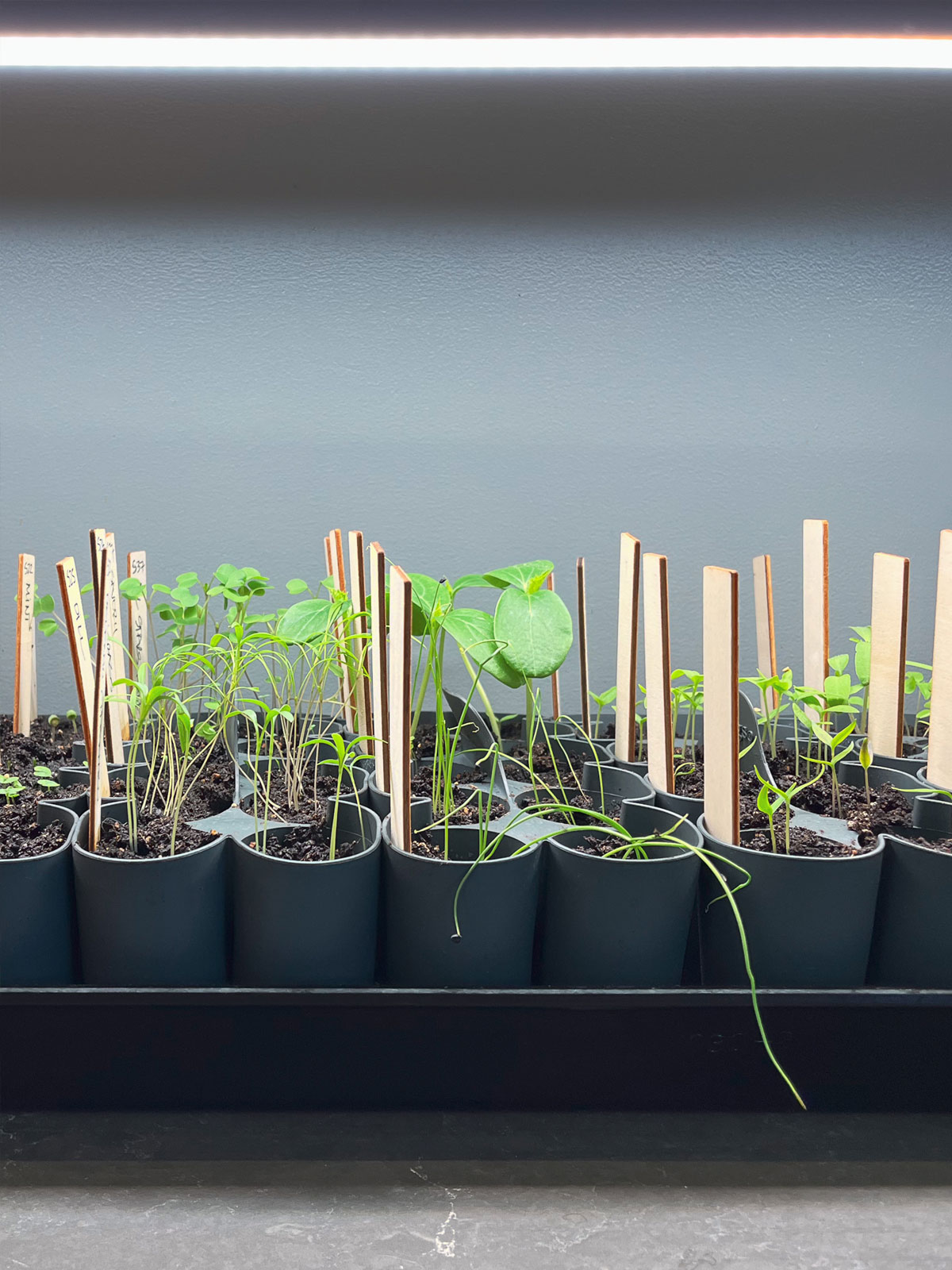 Various young plants growing in black pots with wooden plant labels in an indoor gardening setup, against a plain gray wall.