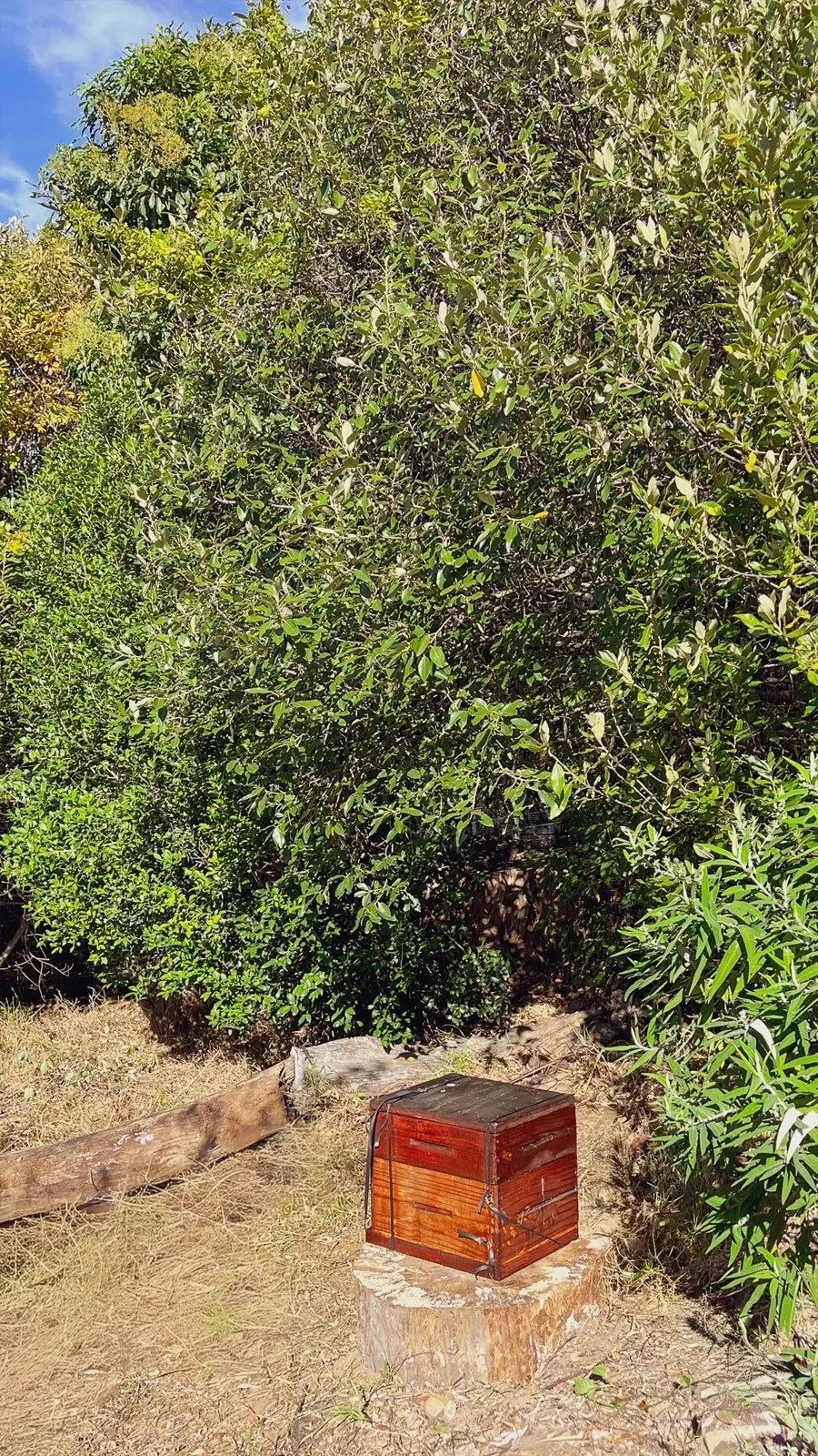 A small wooden box with a latch is placed on a tree stump in a wooded area with dense green bushes and trees.