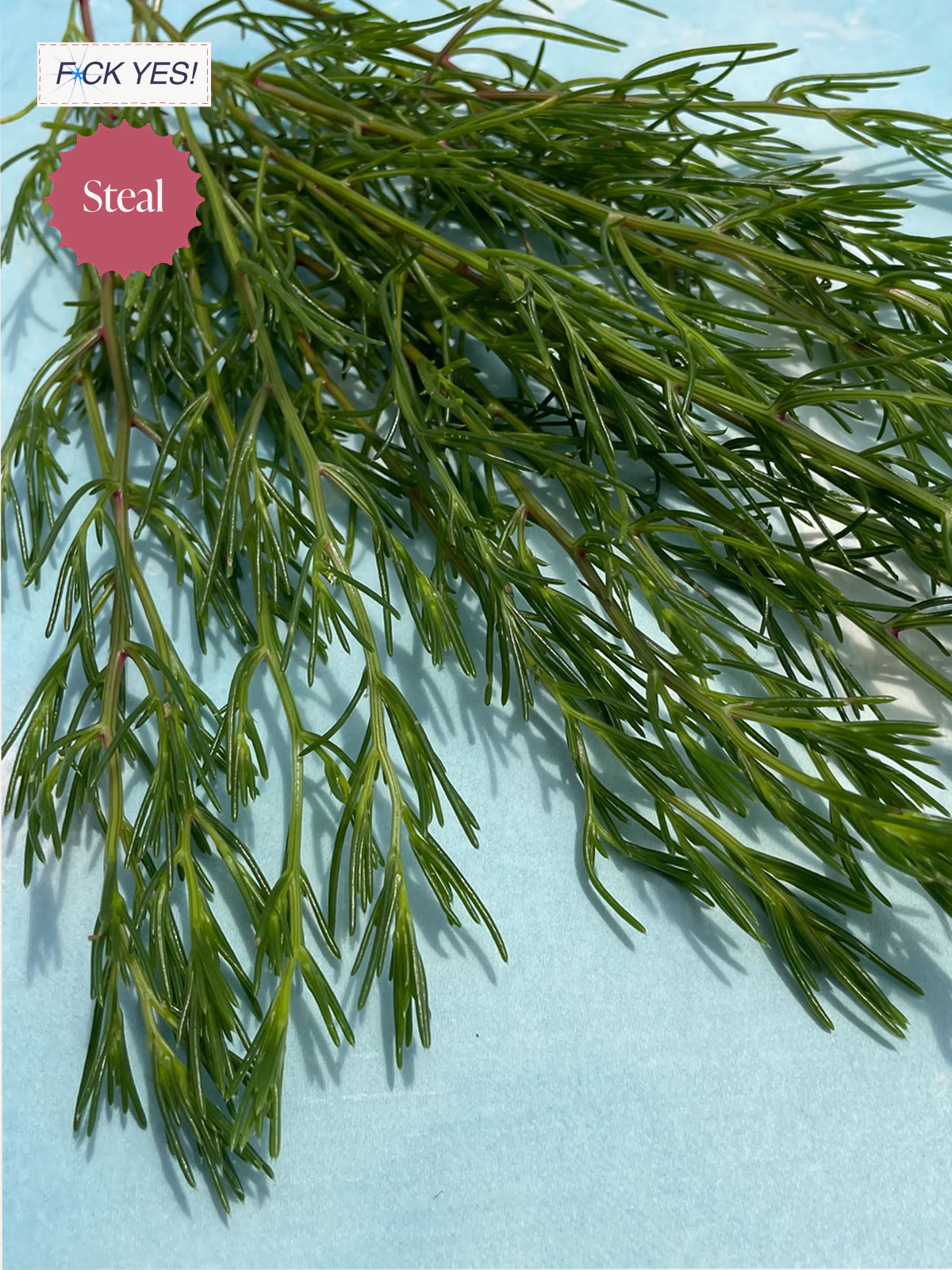 Fresh sprigs of green rosemary herb on a light blue background.