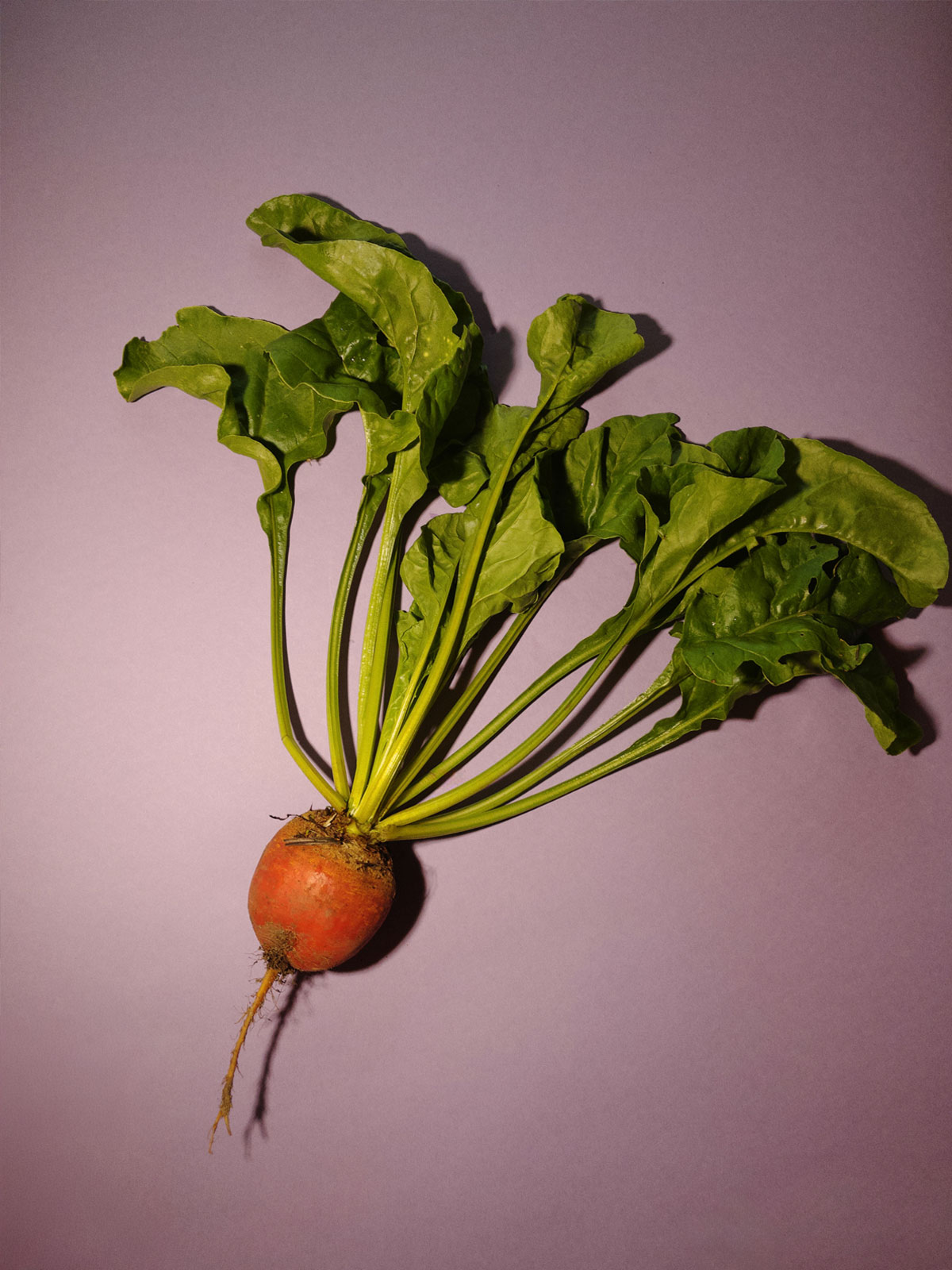 A bunch of fresh carrots with green leafy tops, one carrot is partially visible at the bottom of the image on a plain pink background.