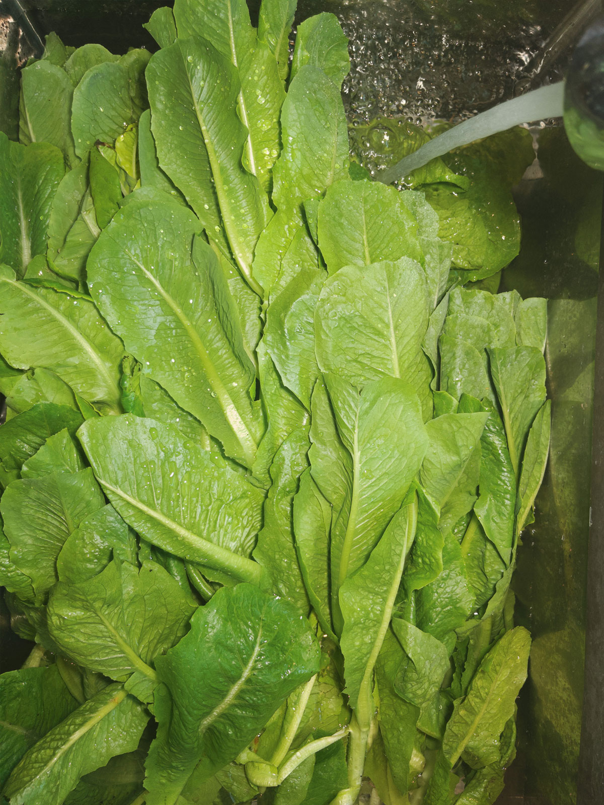 Fresh green romaine lettuce leaves being washed under running water.