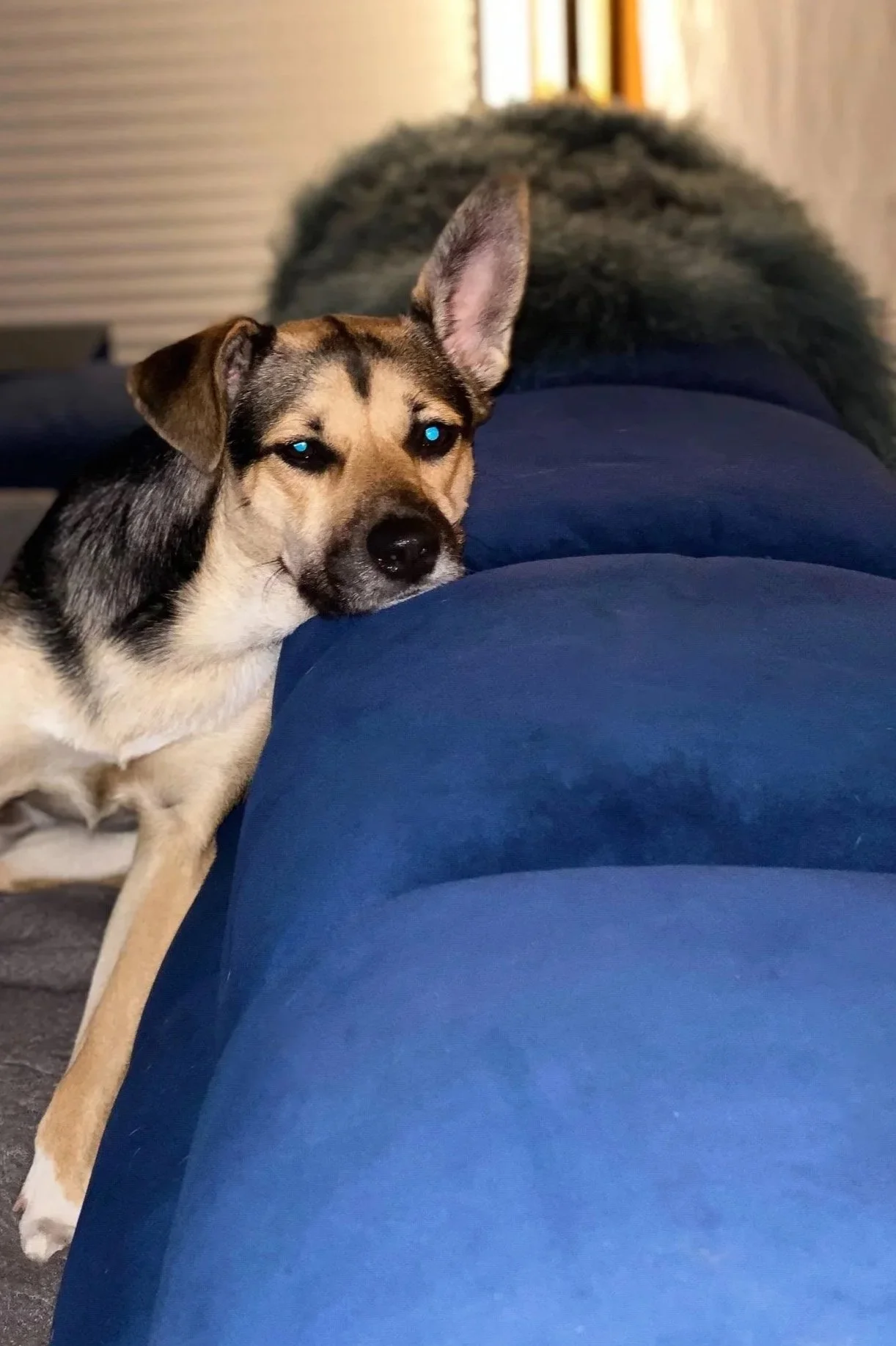 A dog with one ear up and one ear down, resting its head on a person's lap, with part of the person's leg and blue clothing visible in the foreground. The background shows a blurry window or door.