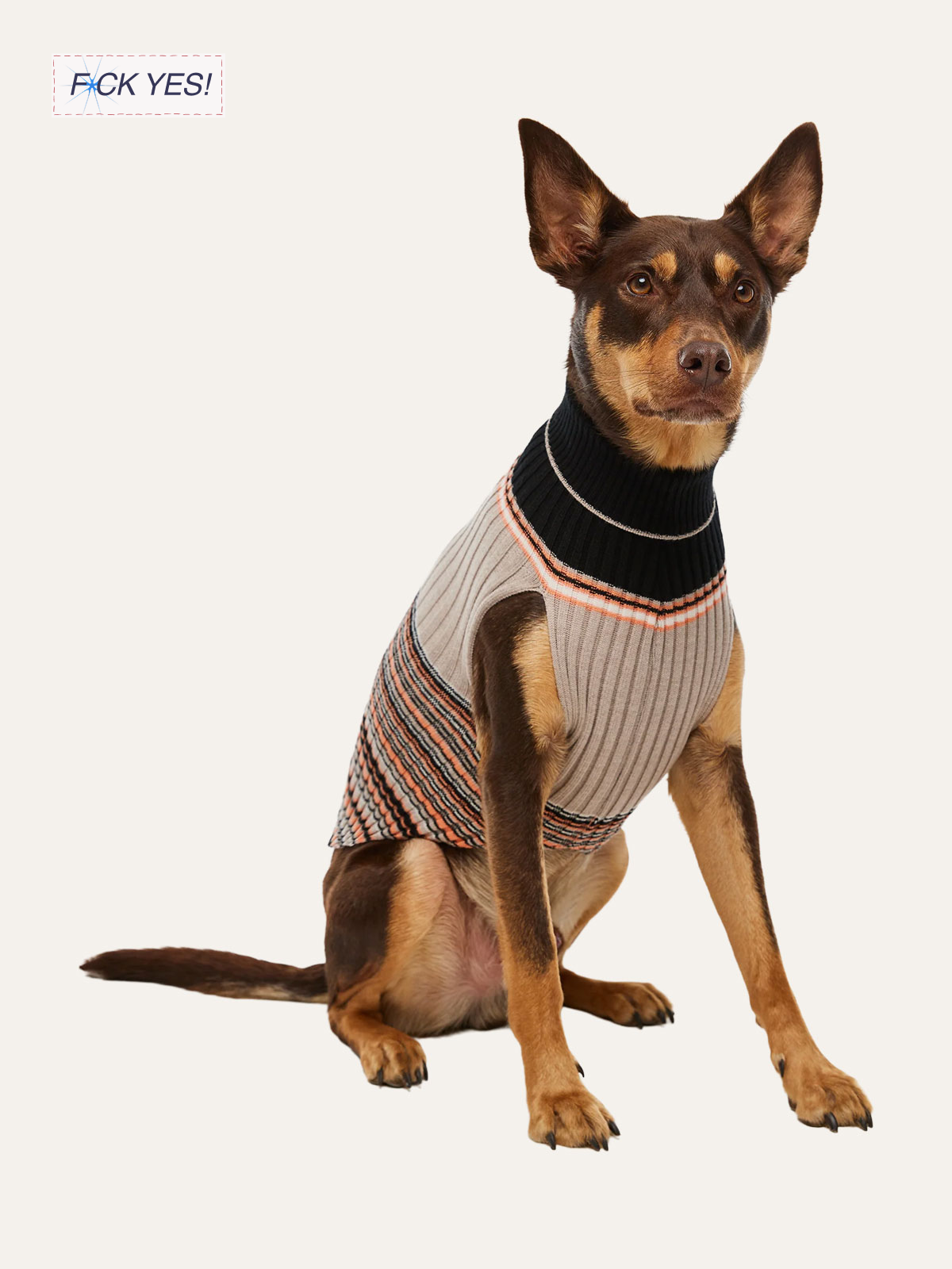 A dog wearing a striped sweater with a high black collar, sitting on a plain white background.