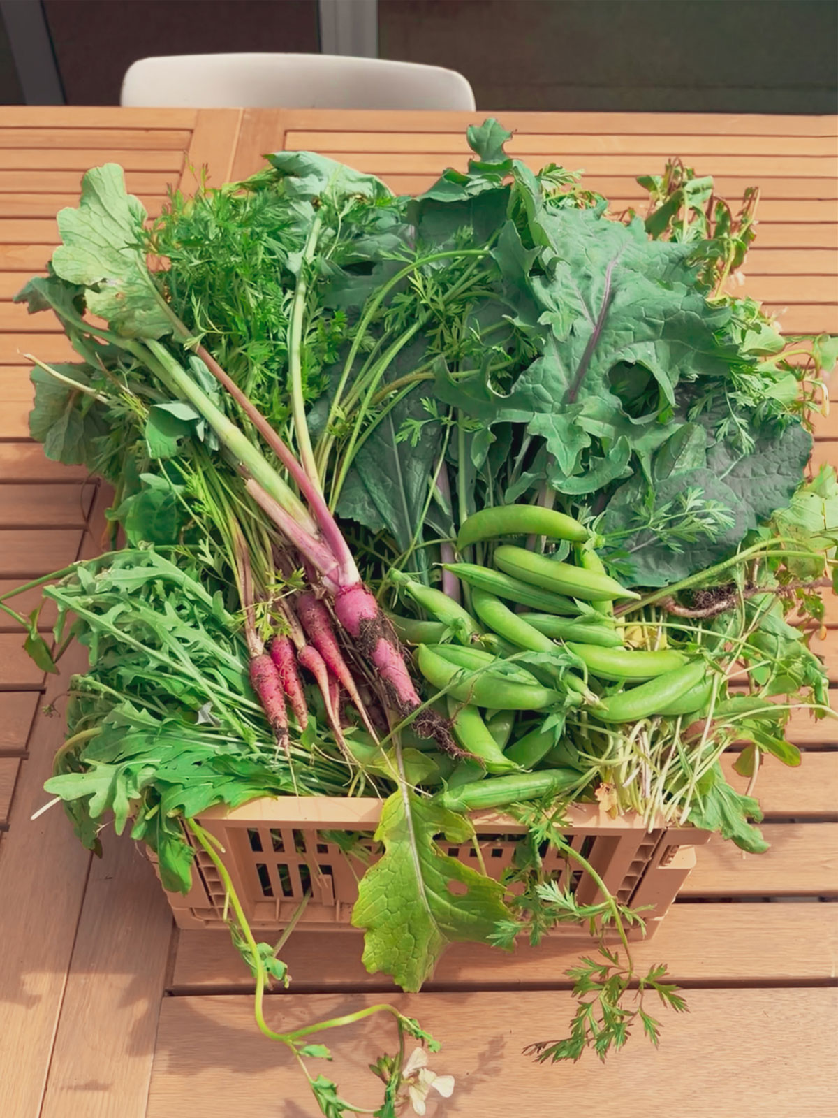 A basket of freshly harvested vegetables including radishes, green beans, and various leafy greens, placed on a wooden table.