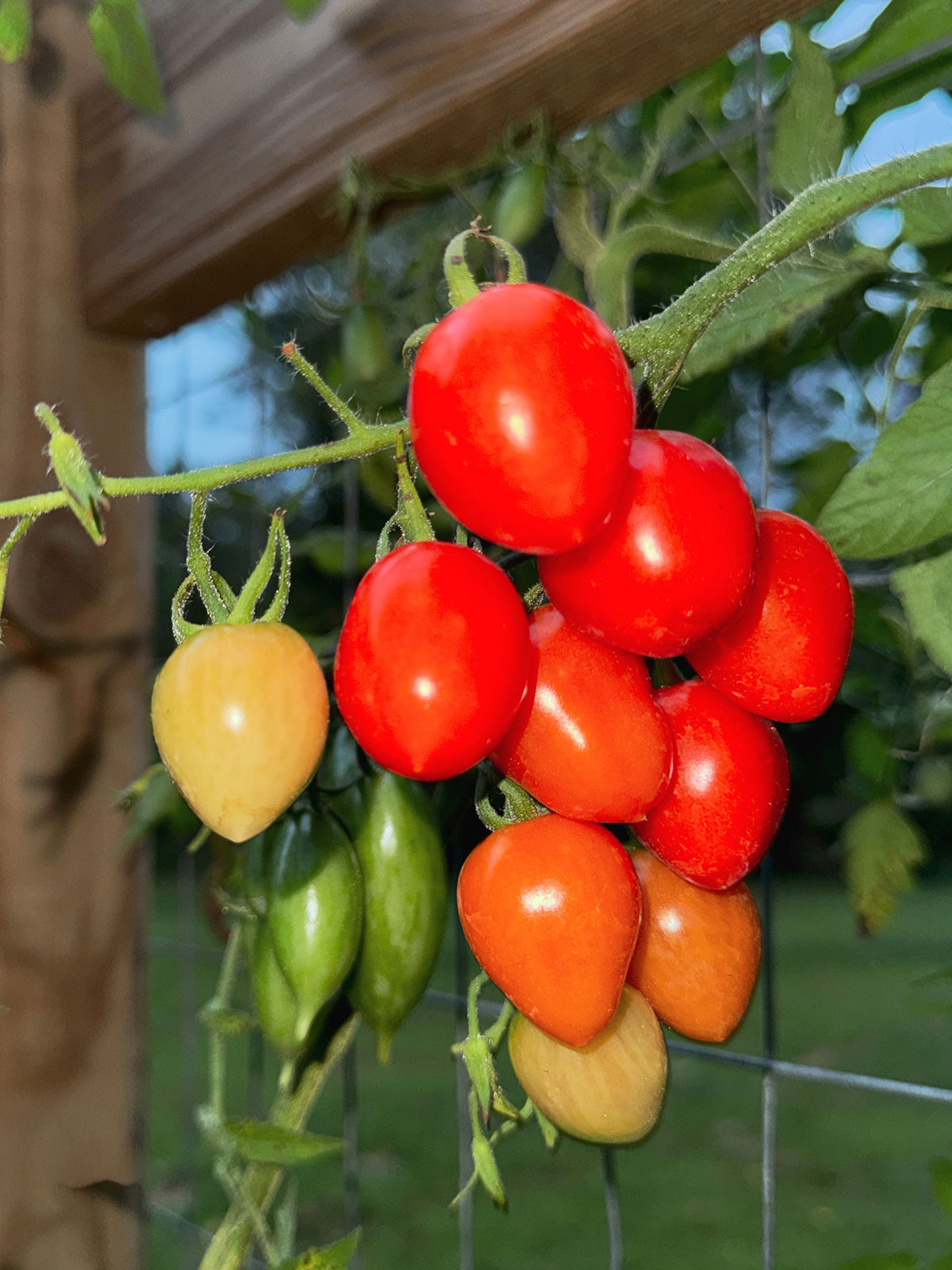 Cluster of cherry tomatoes on the vine, with some green and some ripe red ones, growing on a plant in a garden.