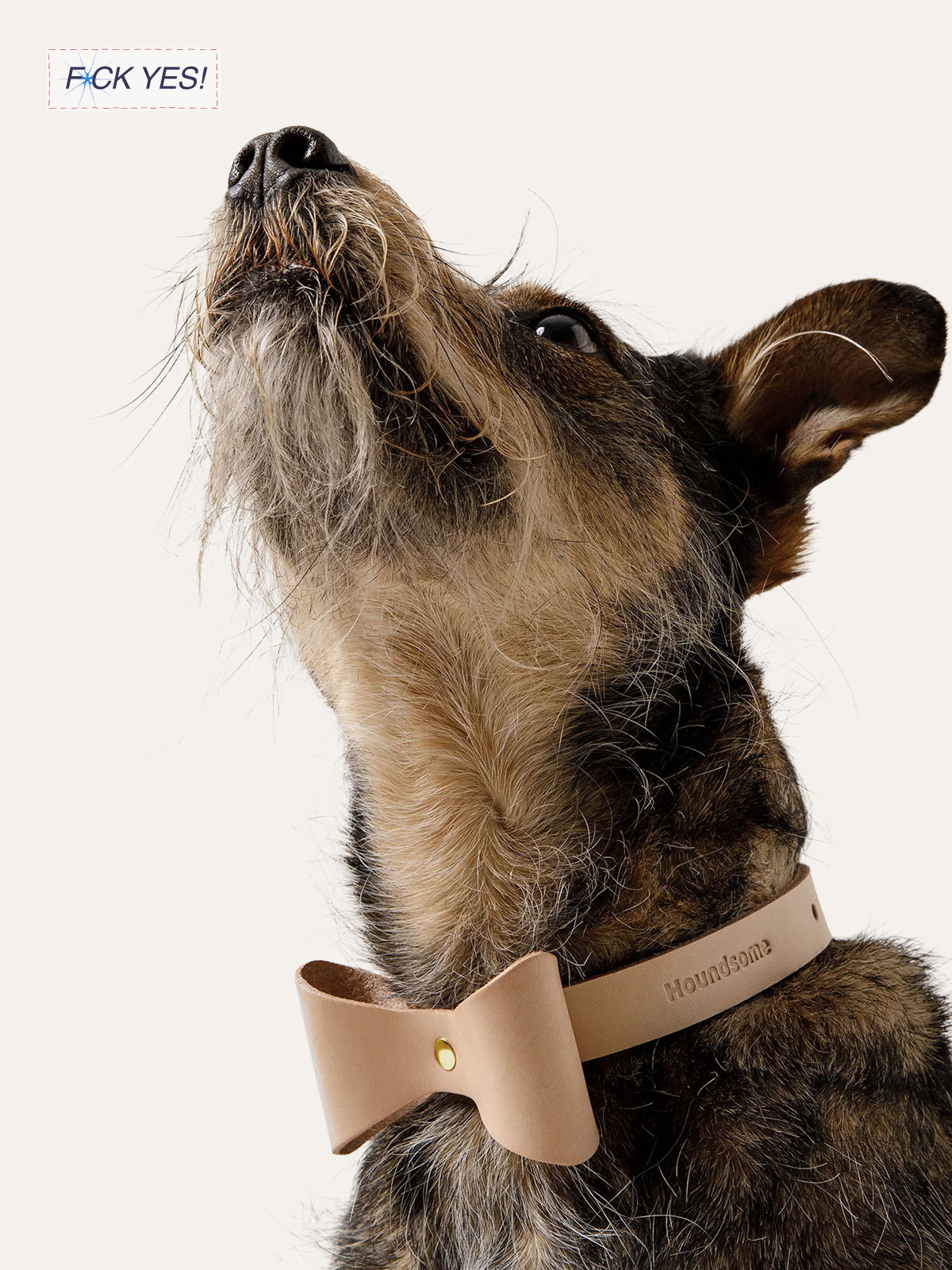 A close-up of a Australian Shepherd dog with a tan leather collar. The dog is looking upward and slightly to the left. There is a small text box in the upper left corner that says 'F*CK YES!'
