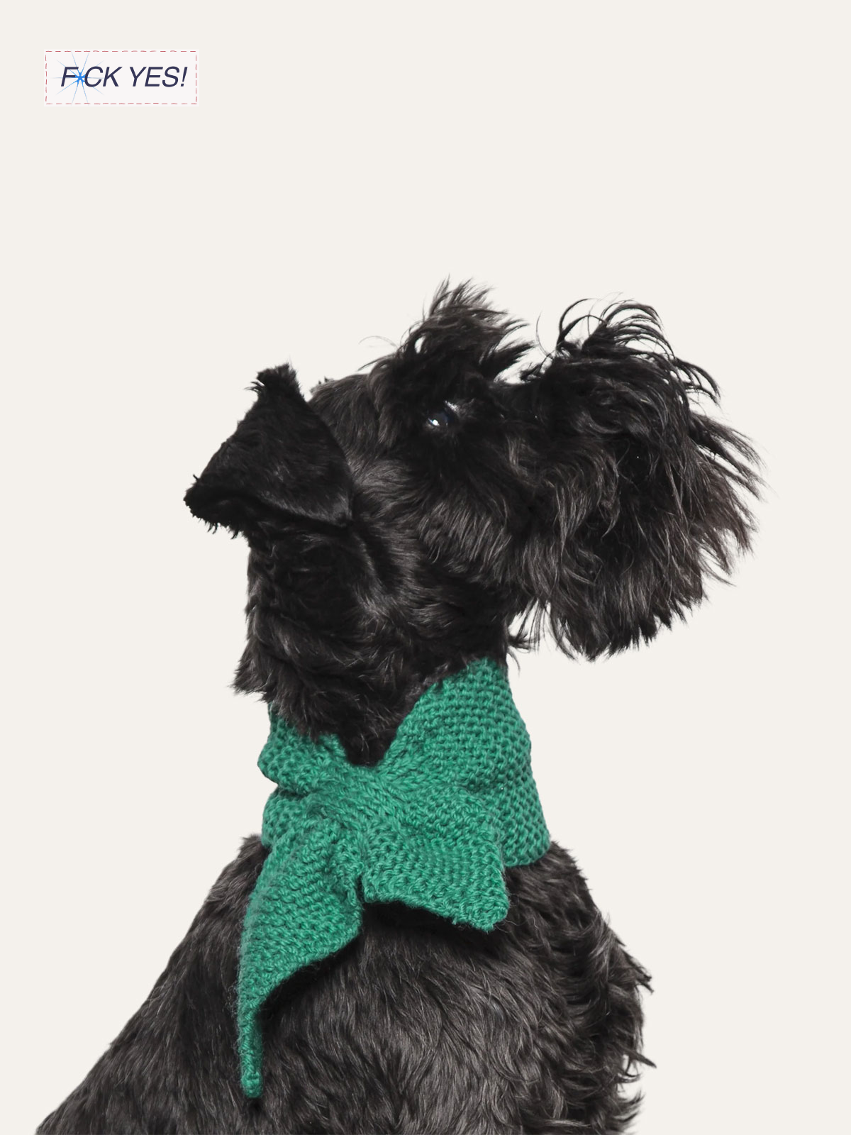 A black dog with curly fur wearing a green knitted scarf against a plain background.