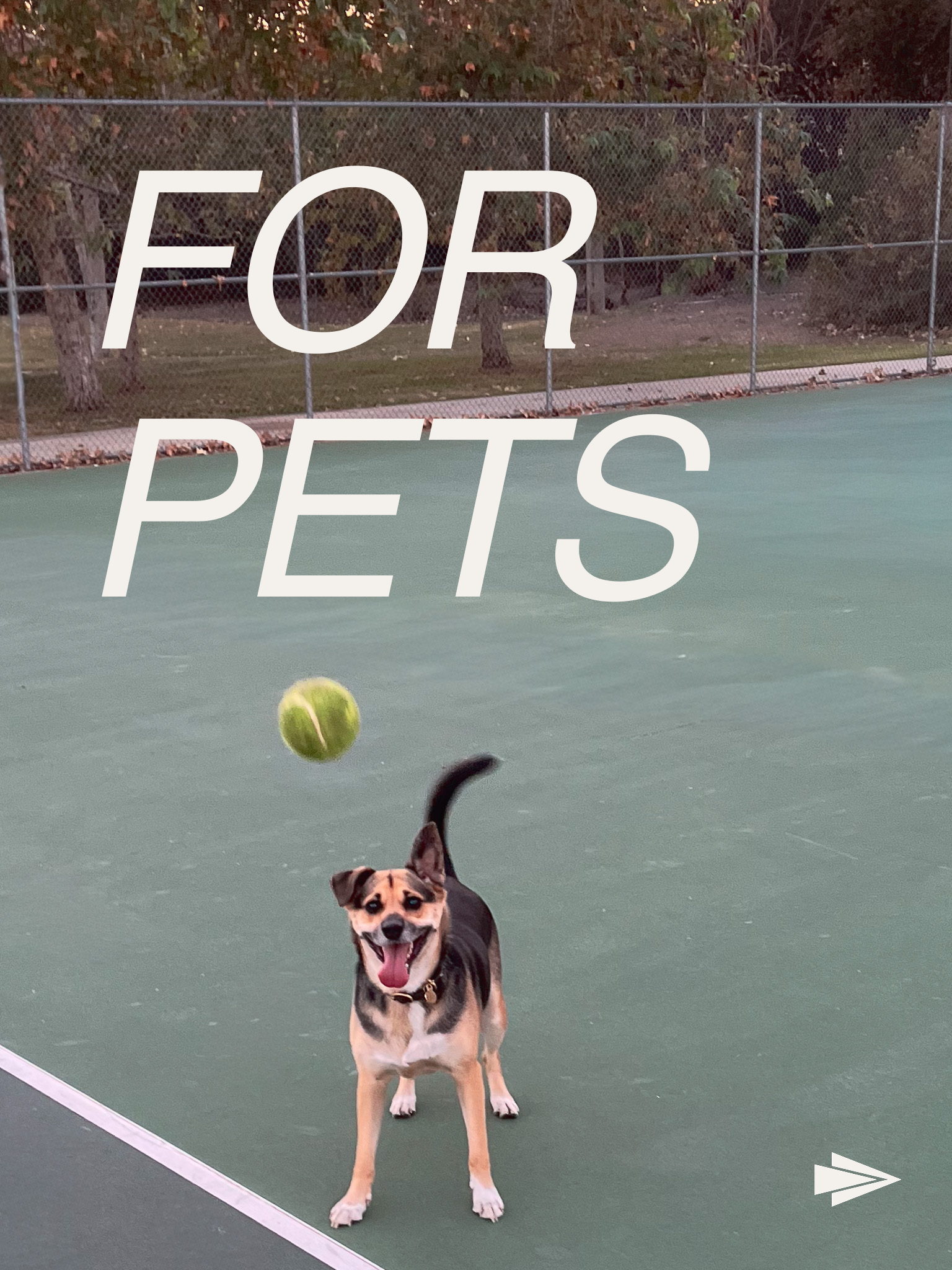 A happy dog with a black, tan, and white coat standing on a tennis court with a tennis ball in front, behind a chain-link fence, with trees in the background, clear sky, evening or late afternoon lighting.