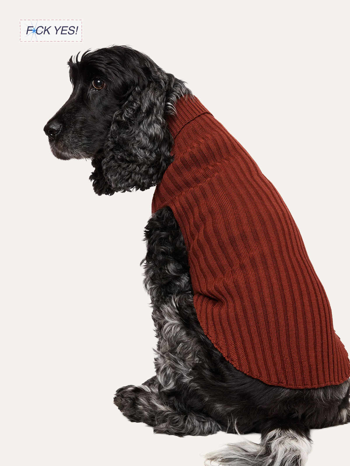 Black and gray Cocker Spaniel dog wearing a red sweater, sitting against a plain light background.