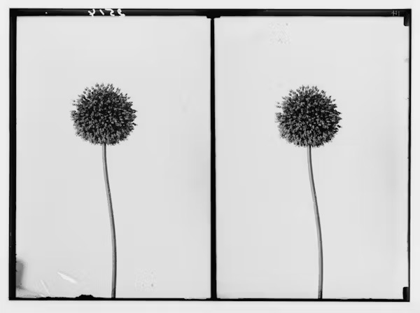 Black and white image of two dandelions on long stems, positioned side by side.
