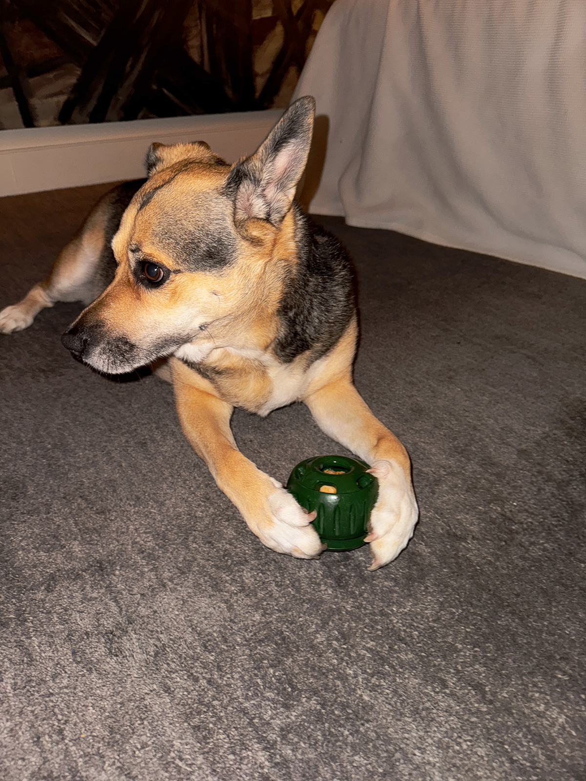 A young dog with tan and black fur lying on a carpeted floor, holding a green rubber toy with its front paws.