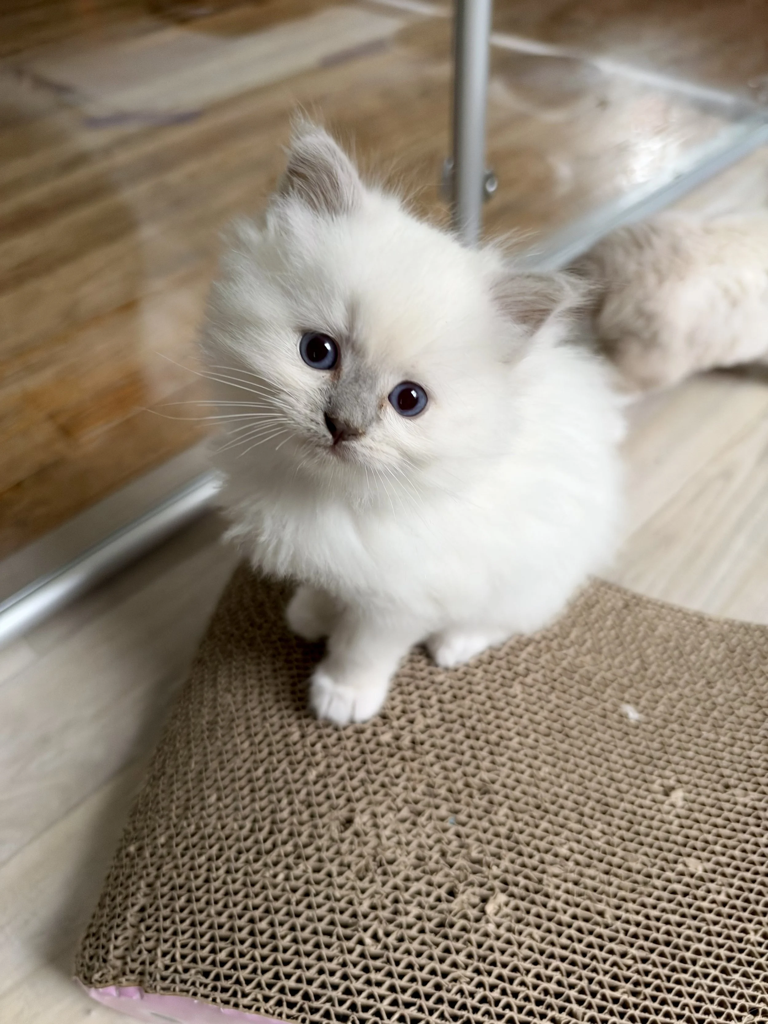 Lilac Mitted Lynx