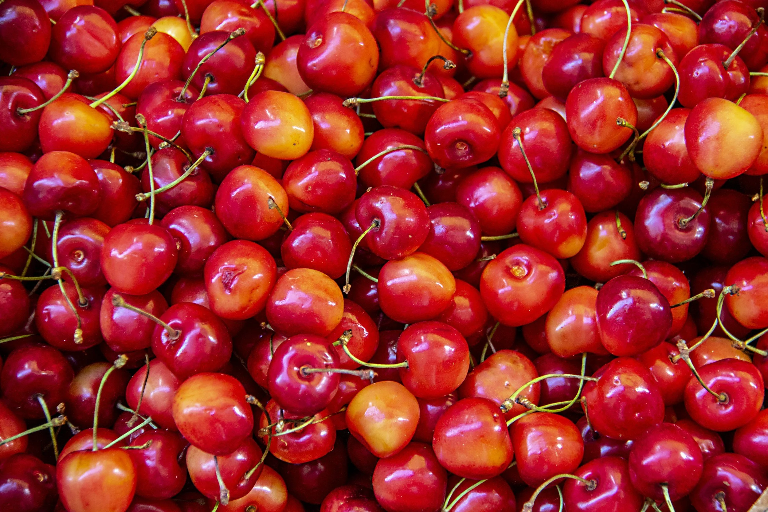 Cherry Season Is HERE! 