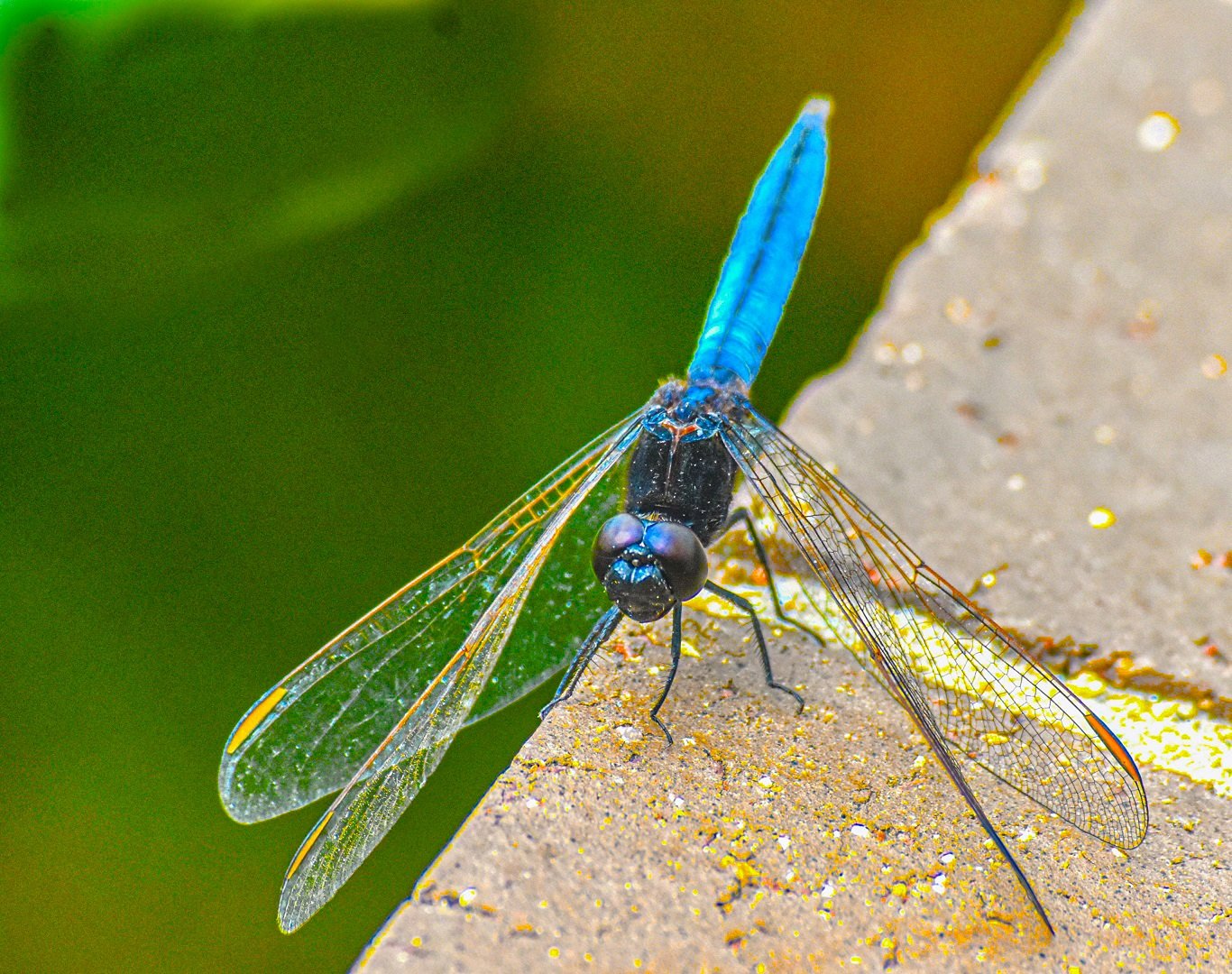 Accepted---David-Harries----Dragon-Fly-resting.jpg
