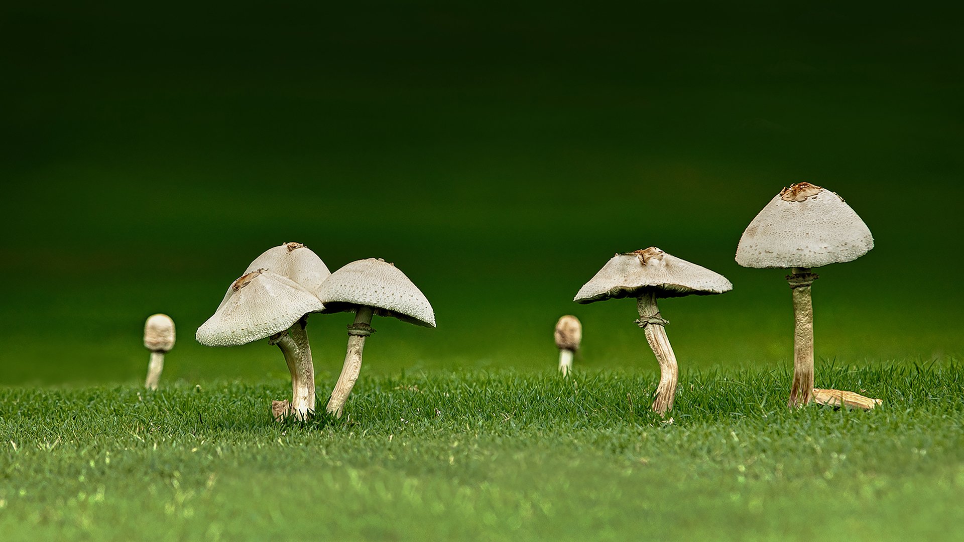 Accepted---Peter-Henning---Mushrooms.jpg