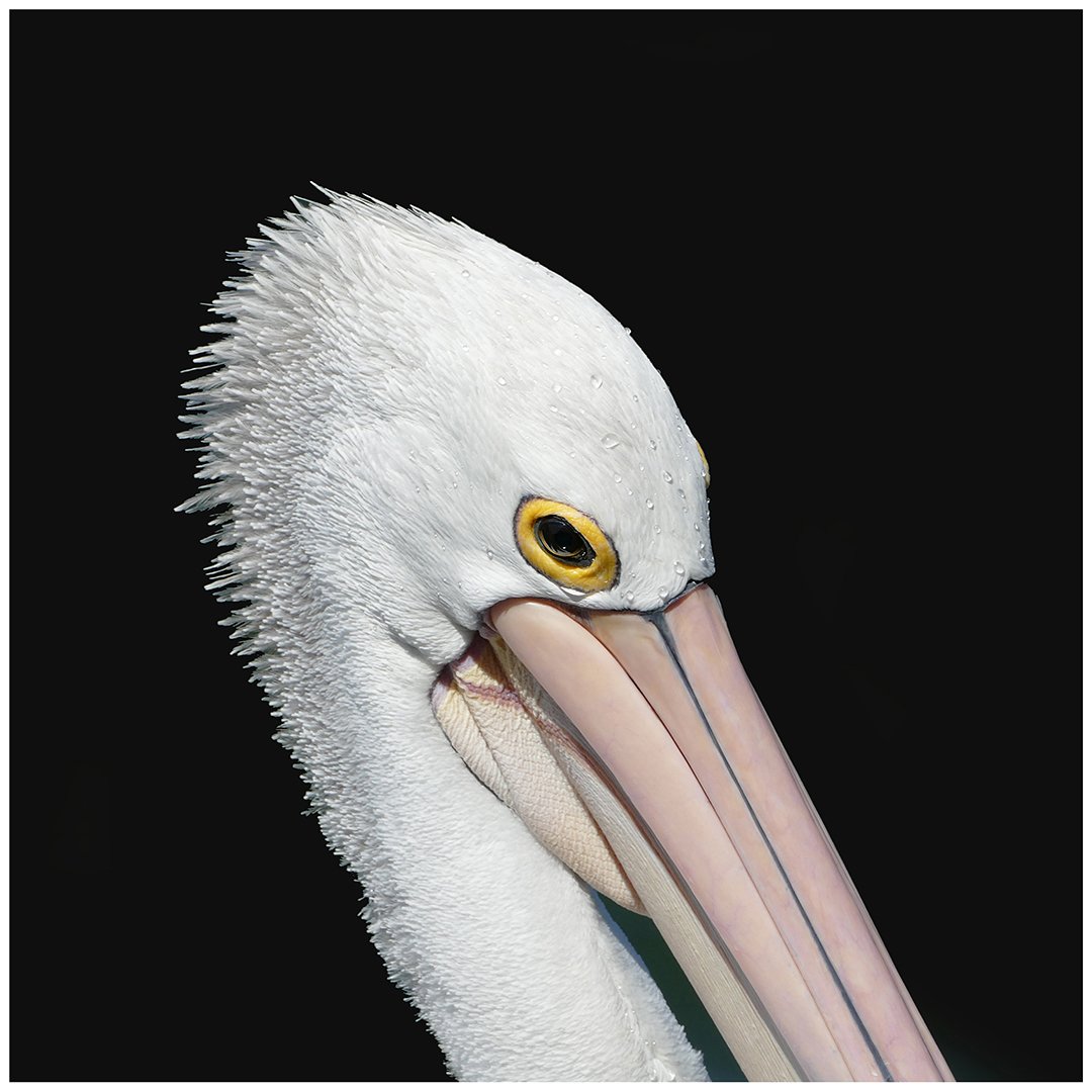 Commended---Peter-Henning---Pelican.jpg