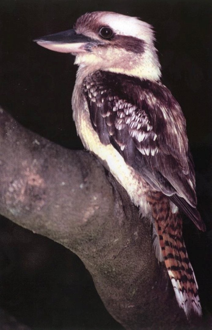 PRINT Accepted---Gavin-Robbie---Kookaburra.jpg