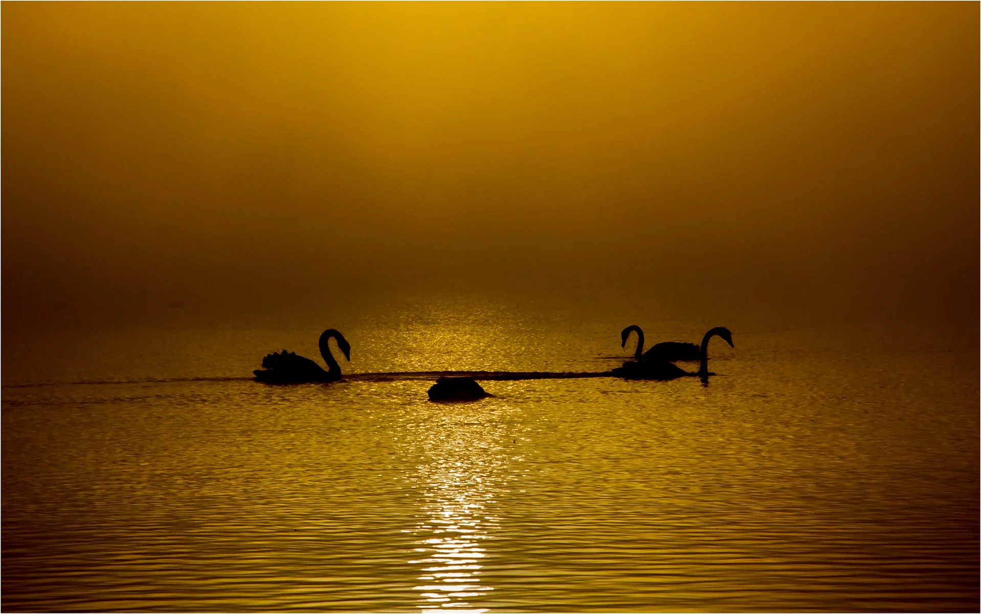 Accepted - 4---Bruce-Gimber---The-Golden-Fog.jpg